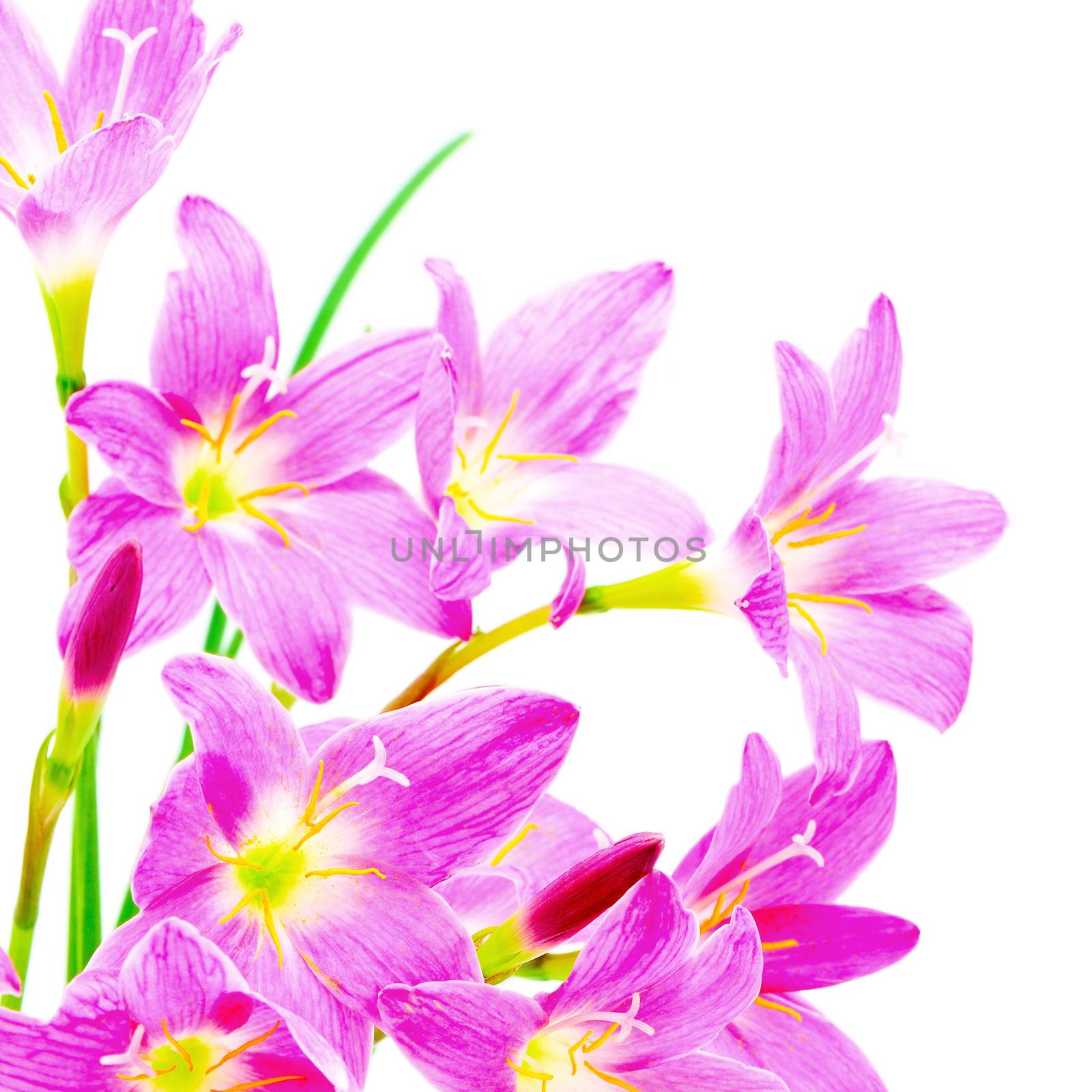 Blossom of pink Zephyranthes Lily, Rain Lily, Fairy Lily, Little Witches, isolated on a whte background