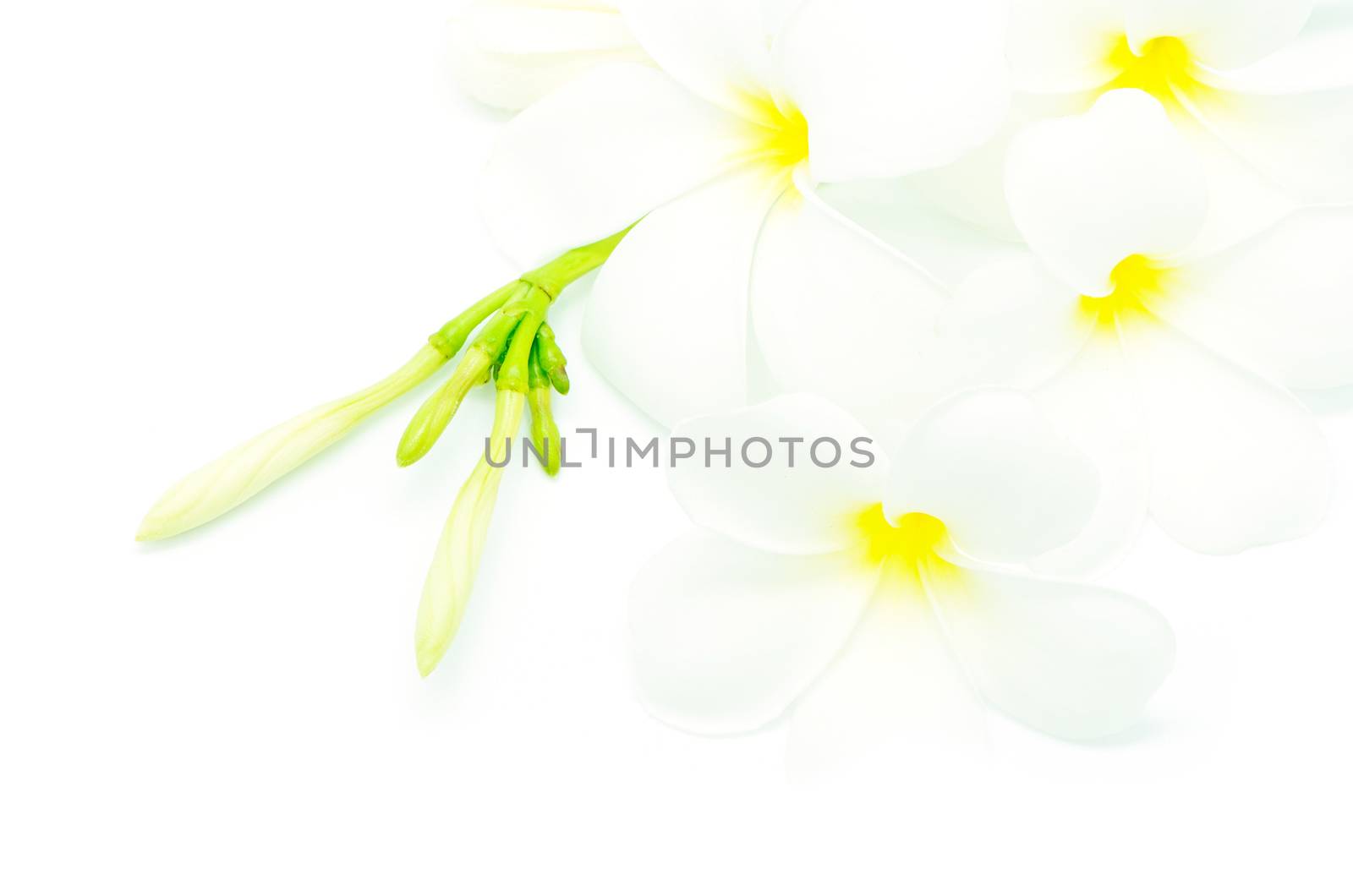 Beautiful white Plumeria flower, isolated on a white background