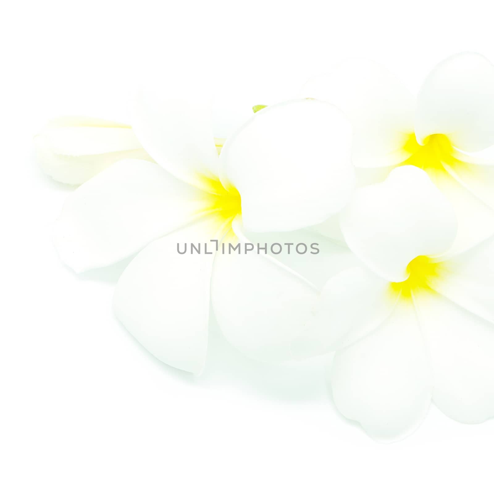 Beautiful white Plumeria flower, isolated on a white background