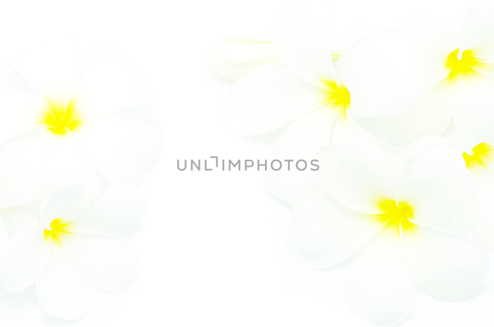 Beautiful white Plumeria flower, isolated on a white background