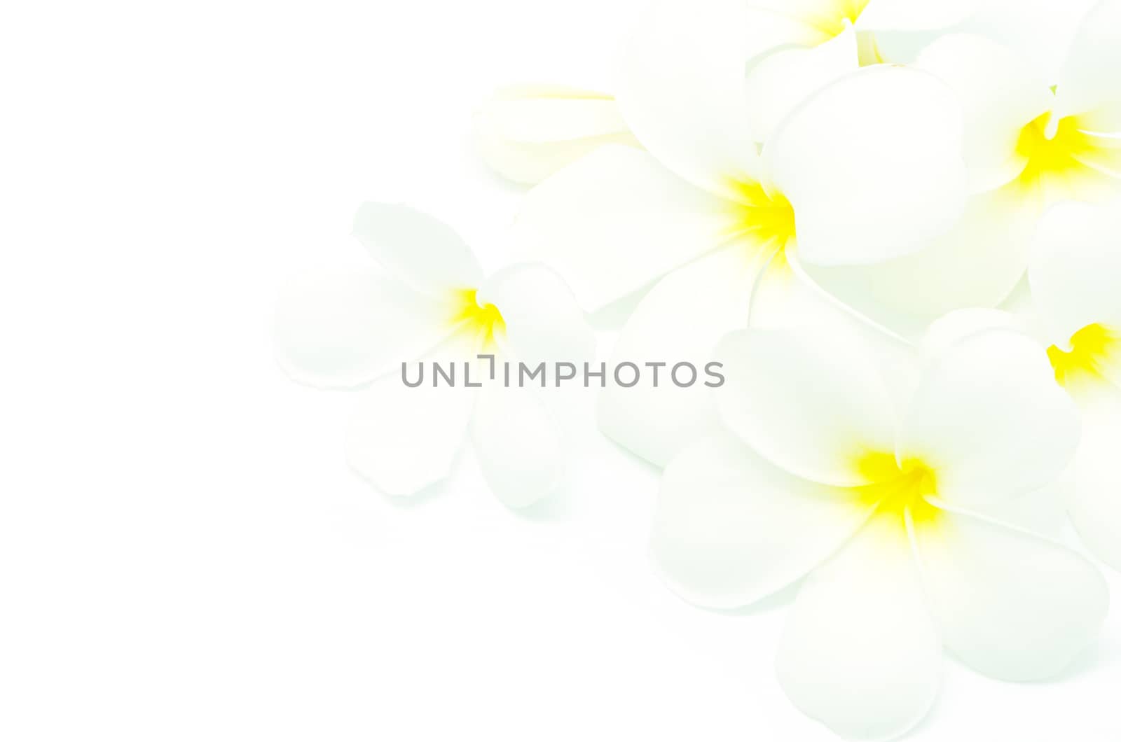 Beautiful white Plumeria flower, isolated on a white background