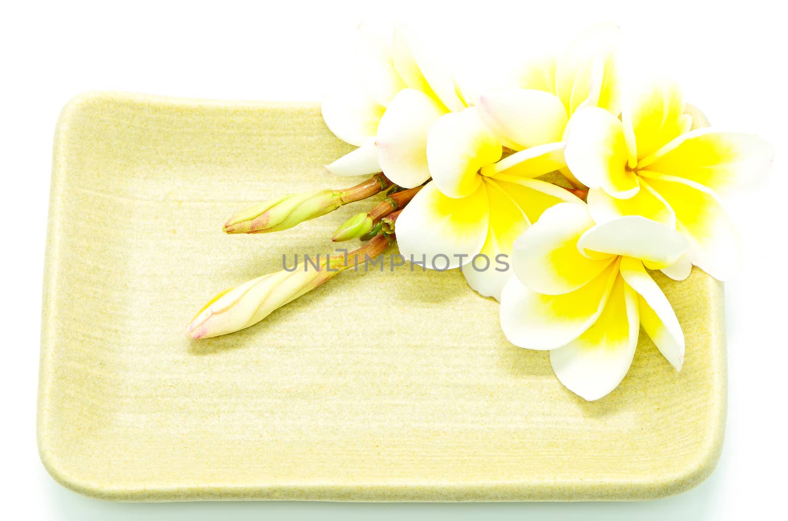 Blossom of yellow Plumeria flower, on the plate, isolated on a white background