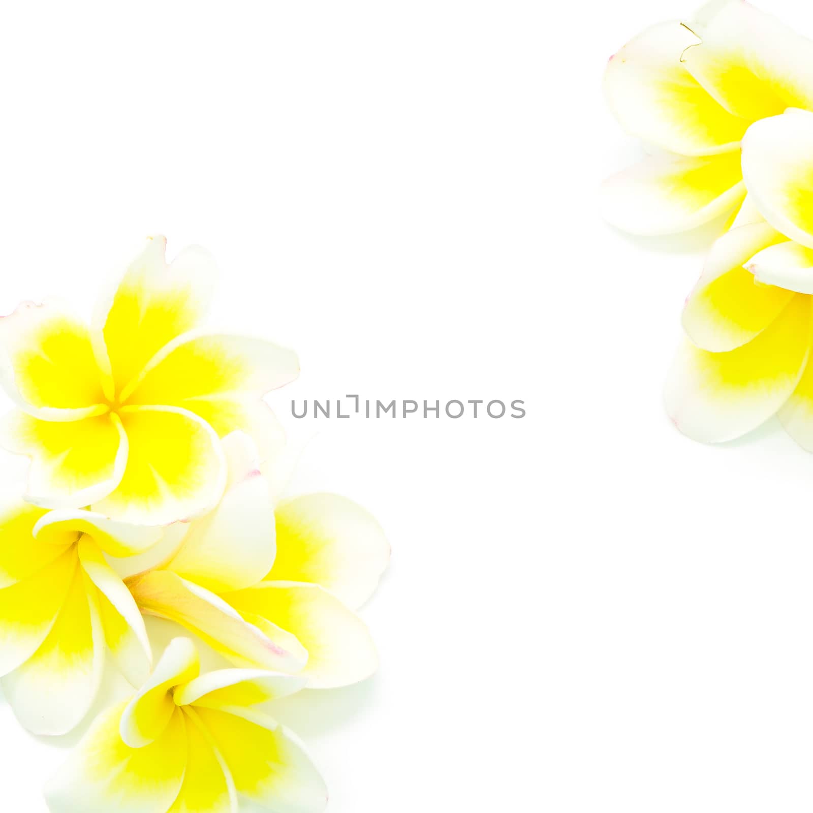 Blossom of yellow Plumeria flower, isolated on a white background