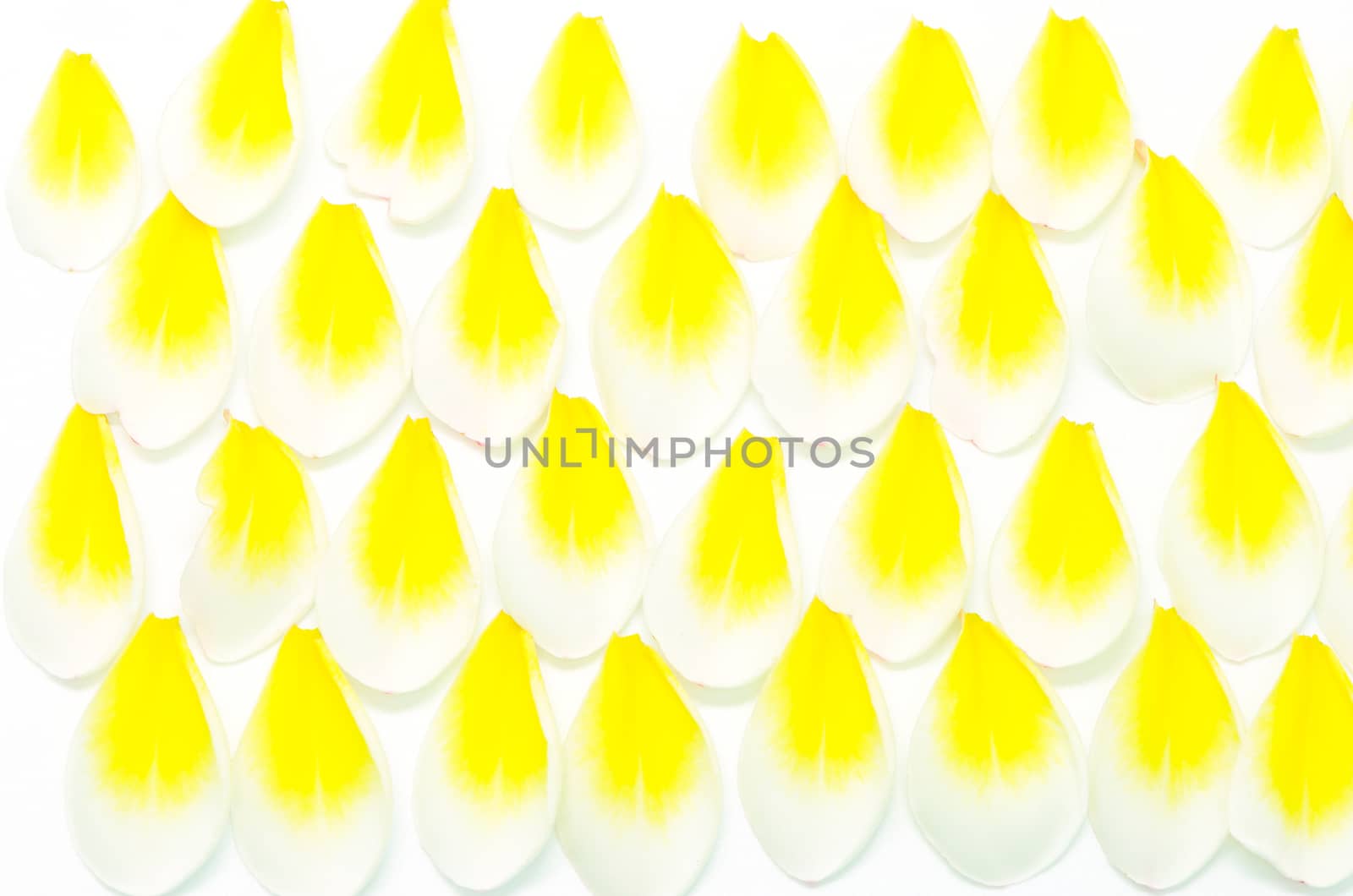 Petals of yellow Plumeria flower, isolated on a white background