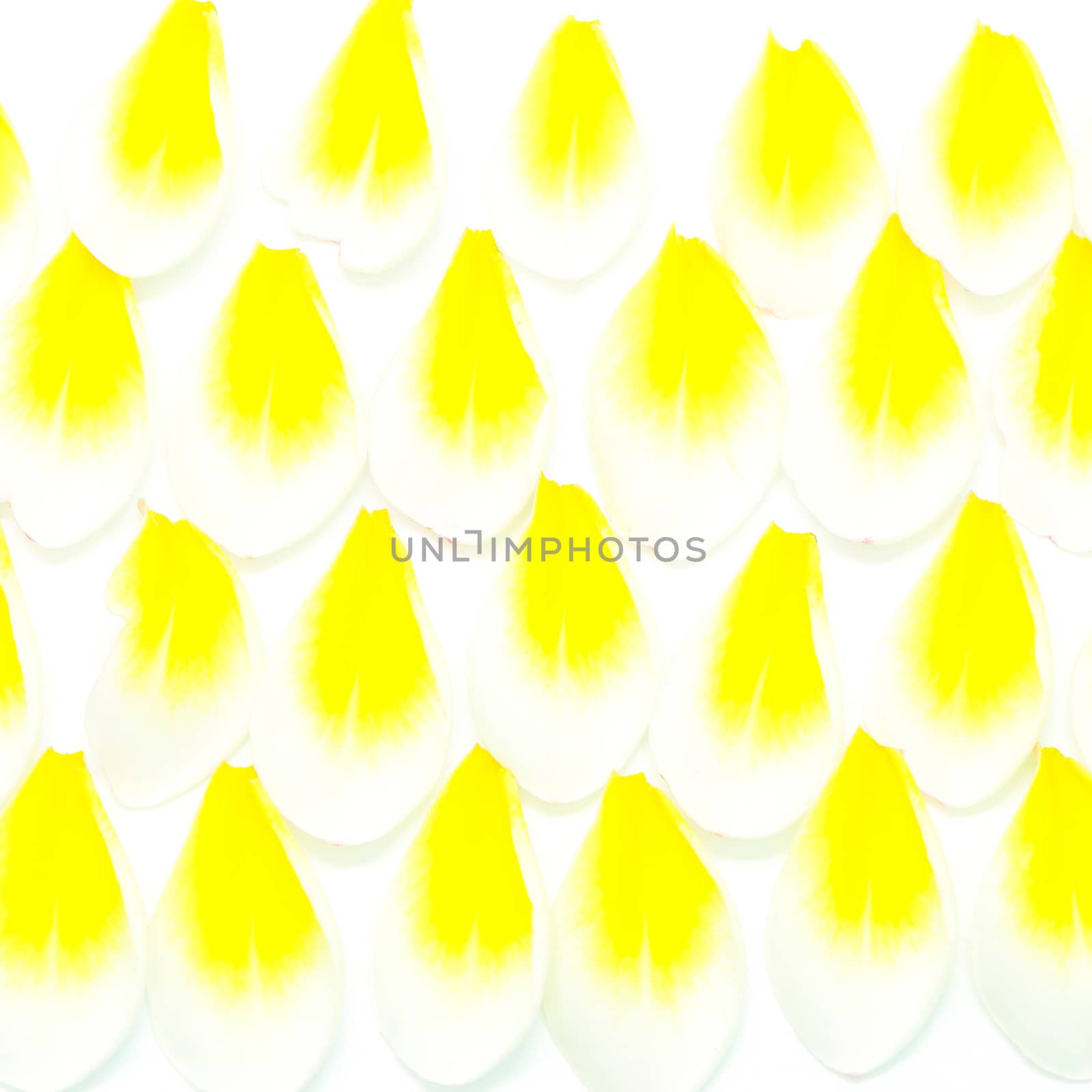 Petals of yellow Plumeria flower, isolated on a white background