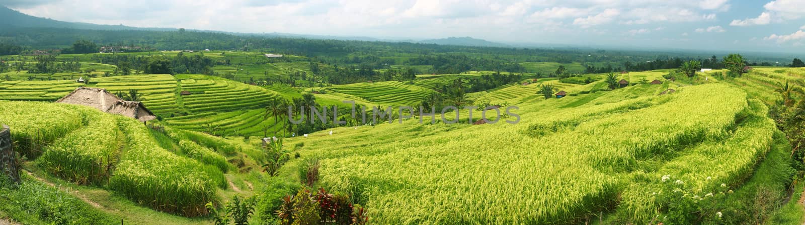 Bali Jatiluwih Rice Terraces field Indonesia panorama