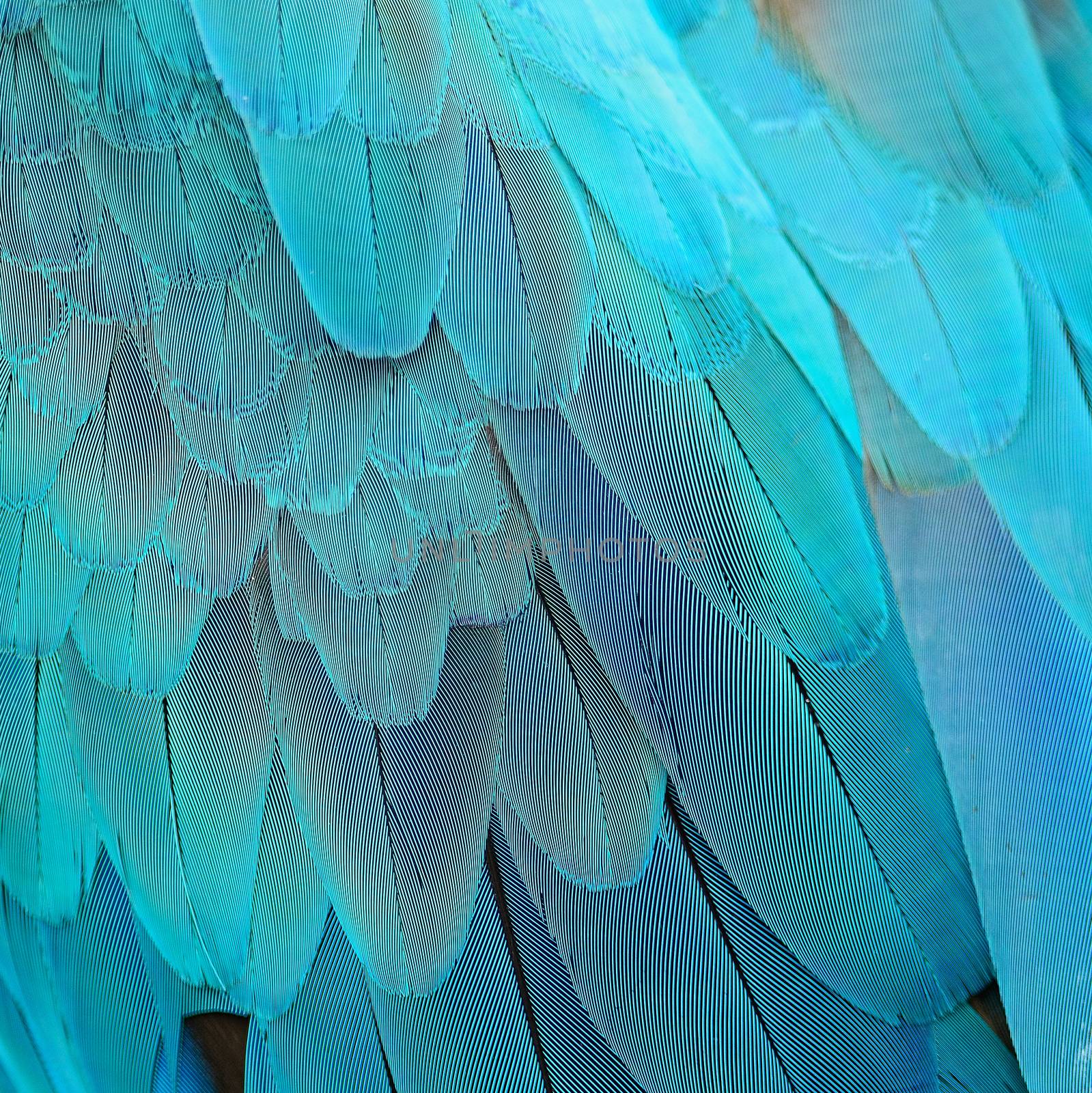 Blue and Gold Macaw feathers by panuruangjan