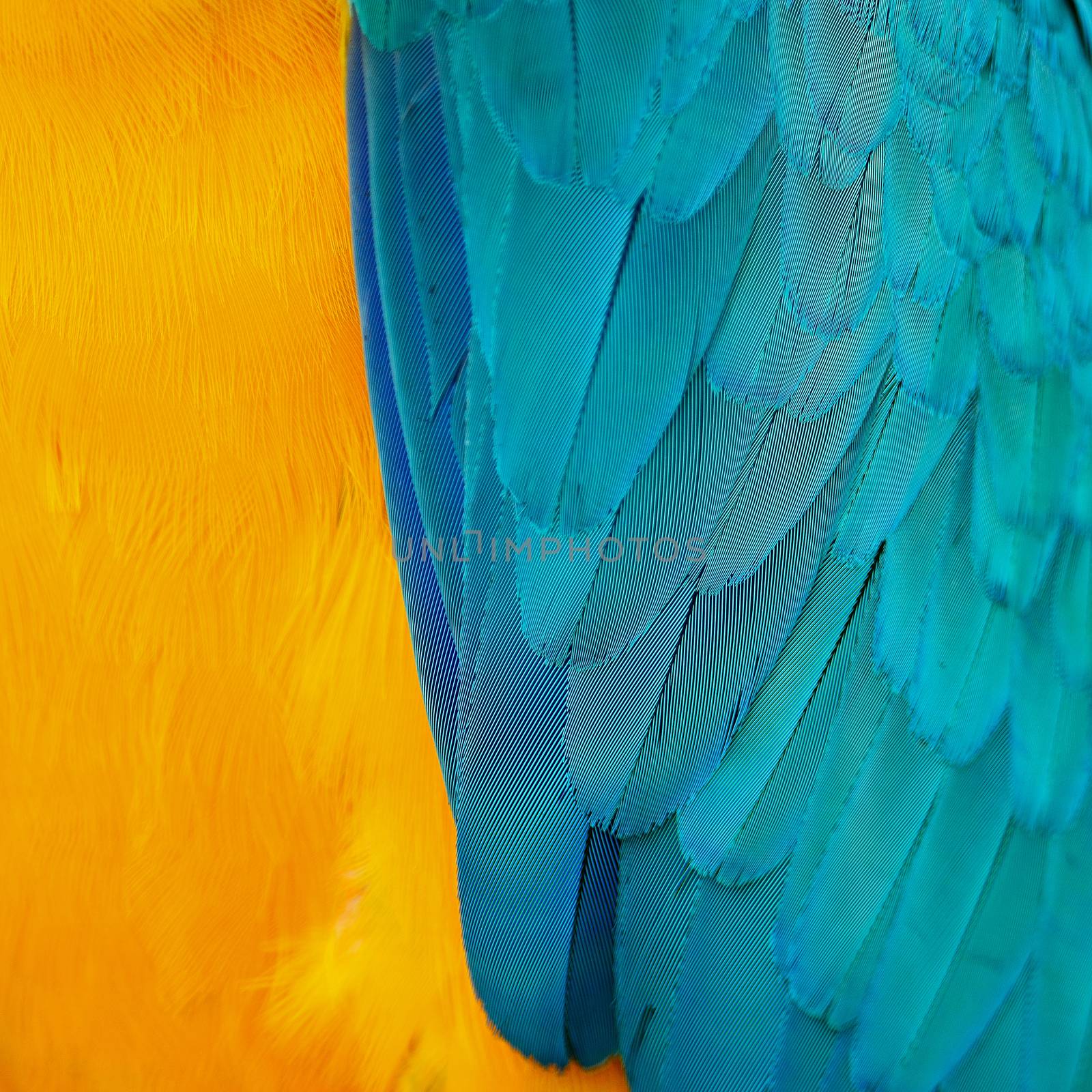 Blue and Gold Macaw feathers