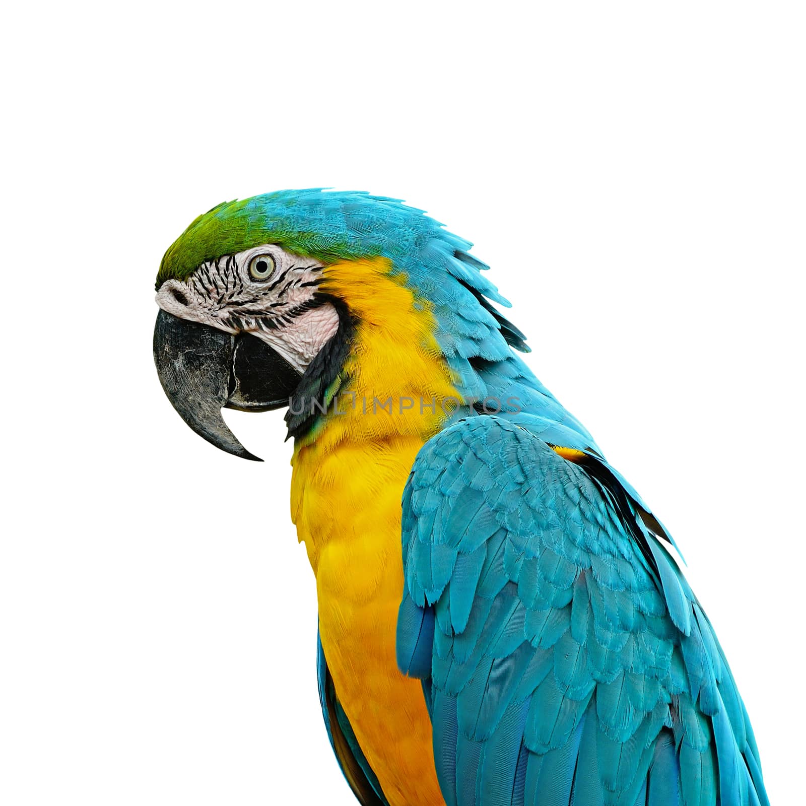 Blue and Gold Macaw by panuruangjan