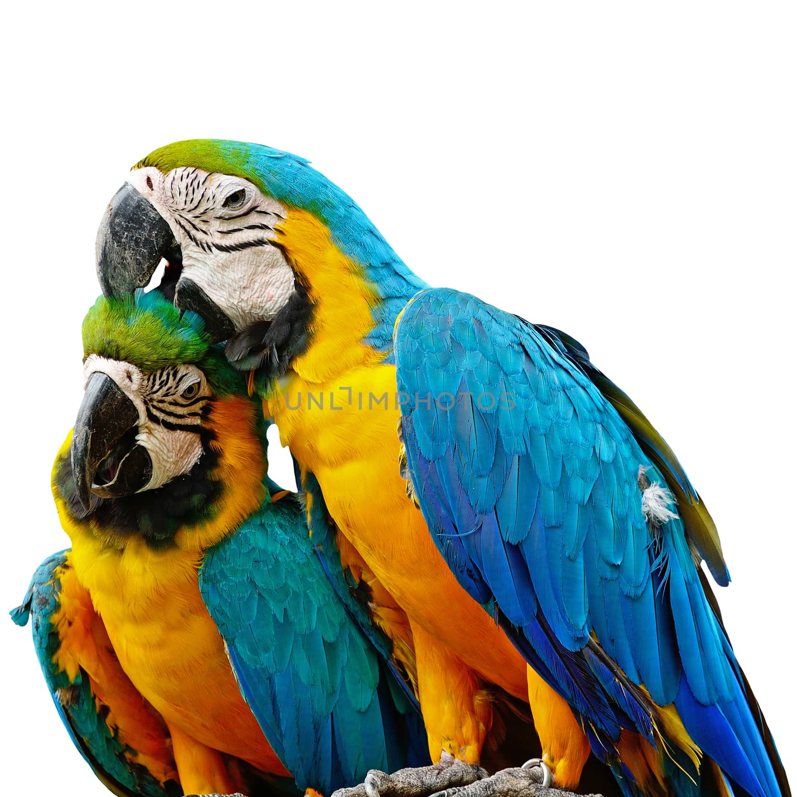 Blue and Gold Macaw by panuruangjan