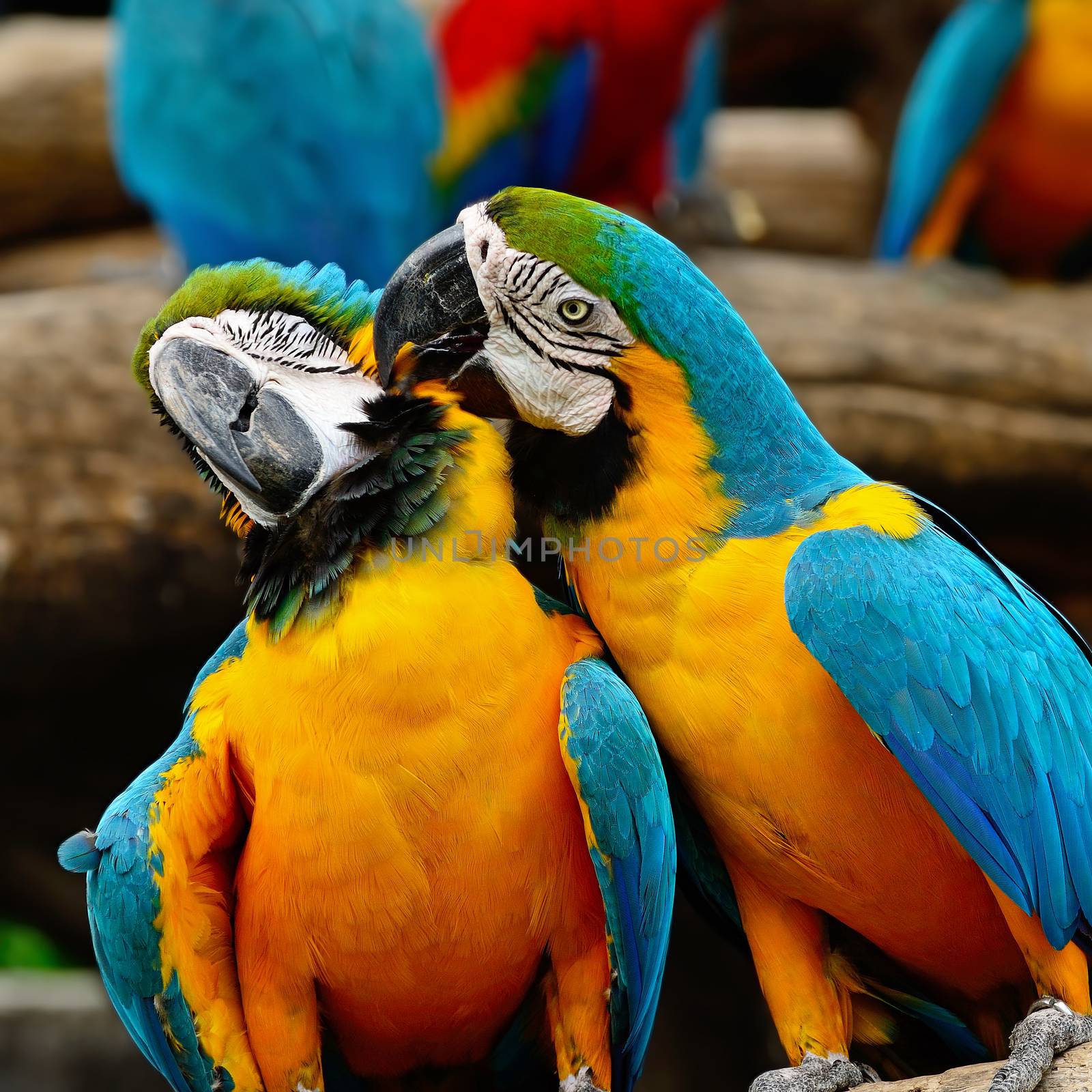 Blue and Gold Macaw aviary