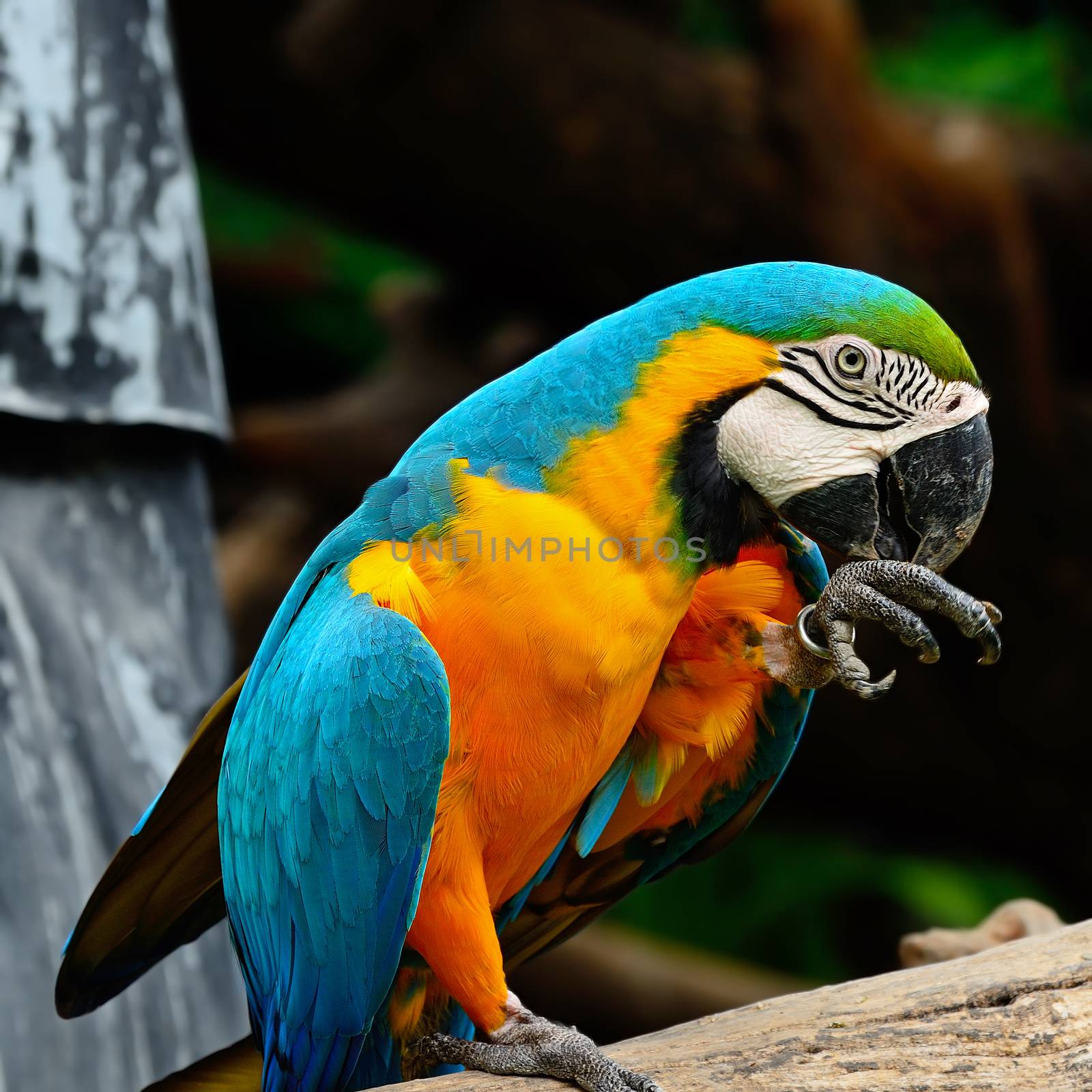 Blue and Gold Macaw aviary