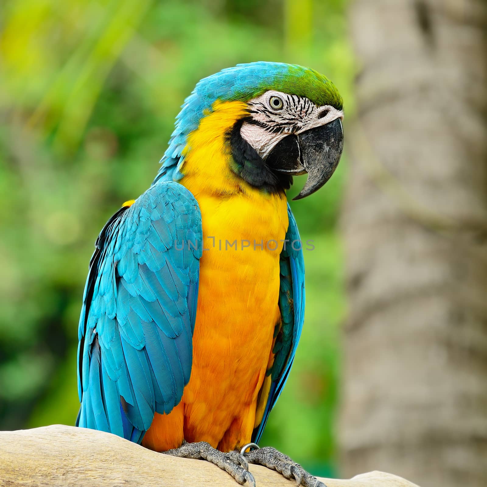 Blue and Gold Macaw aviary