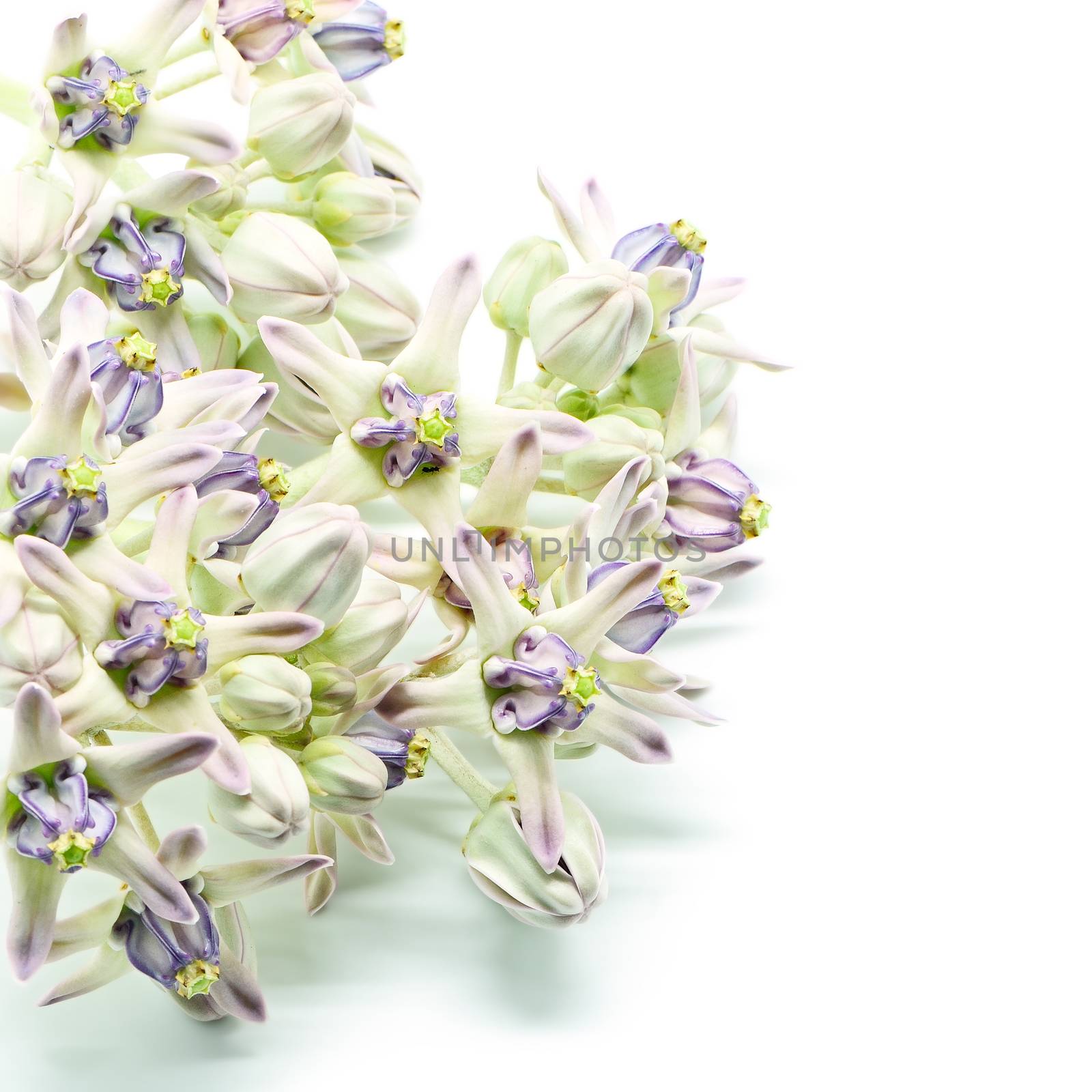 Colorful white and purple flower, Crown Flower, Giant Indian Milkweed, Gigantic Swallowwort (Calotropis gigantea) isolated on a white background 