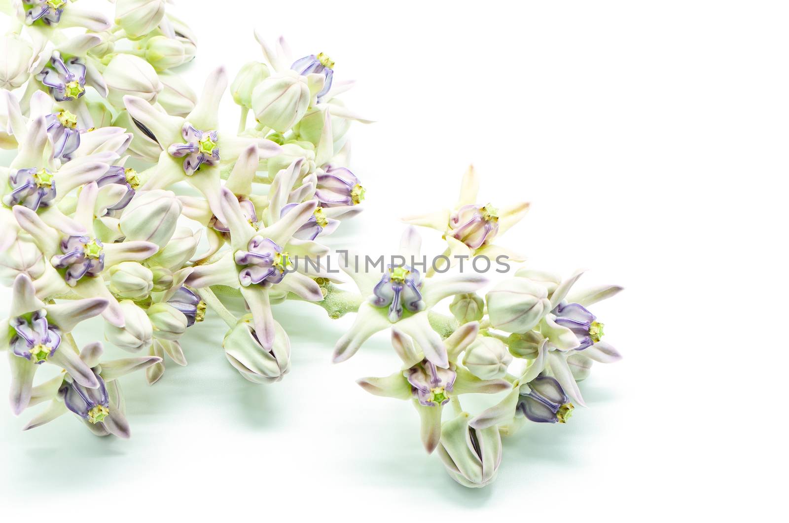 Colorful white and purple flower, Crown Flower, Giant Indian Milkweed, Gigantic Swallowwort (Calotropis gigantea) isolated on a white background