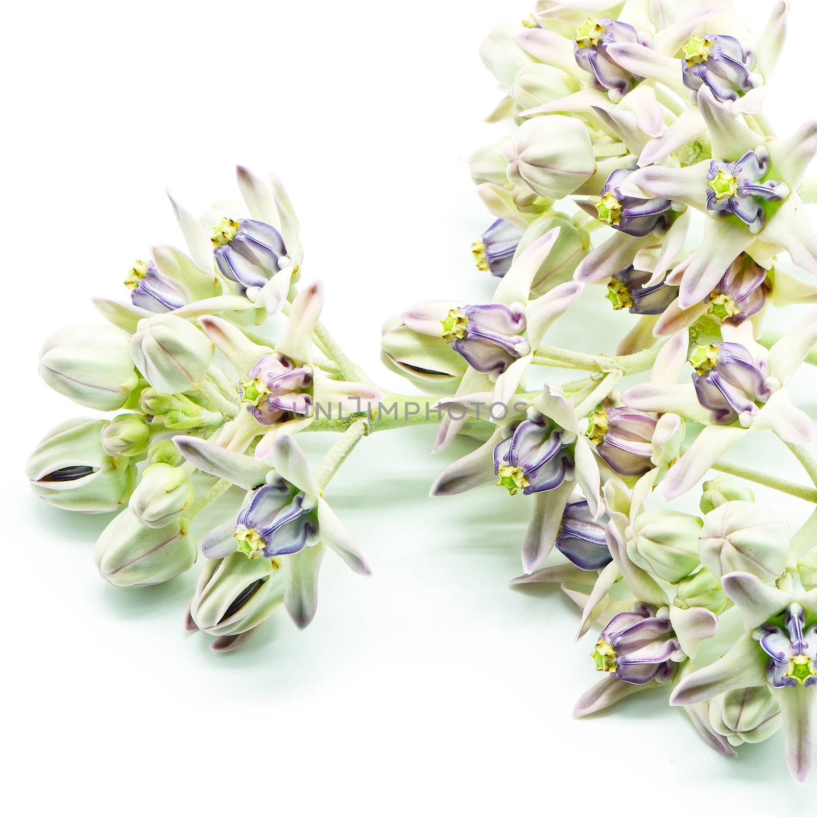 Colorful white and purple flower, Crown Flower, Giant Indian Milkweed, Gigantic Swallowwort (Calotropis gigantea) isolated on a white background