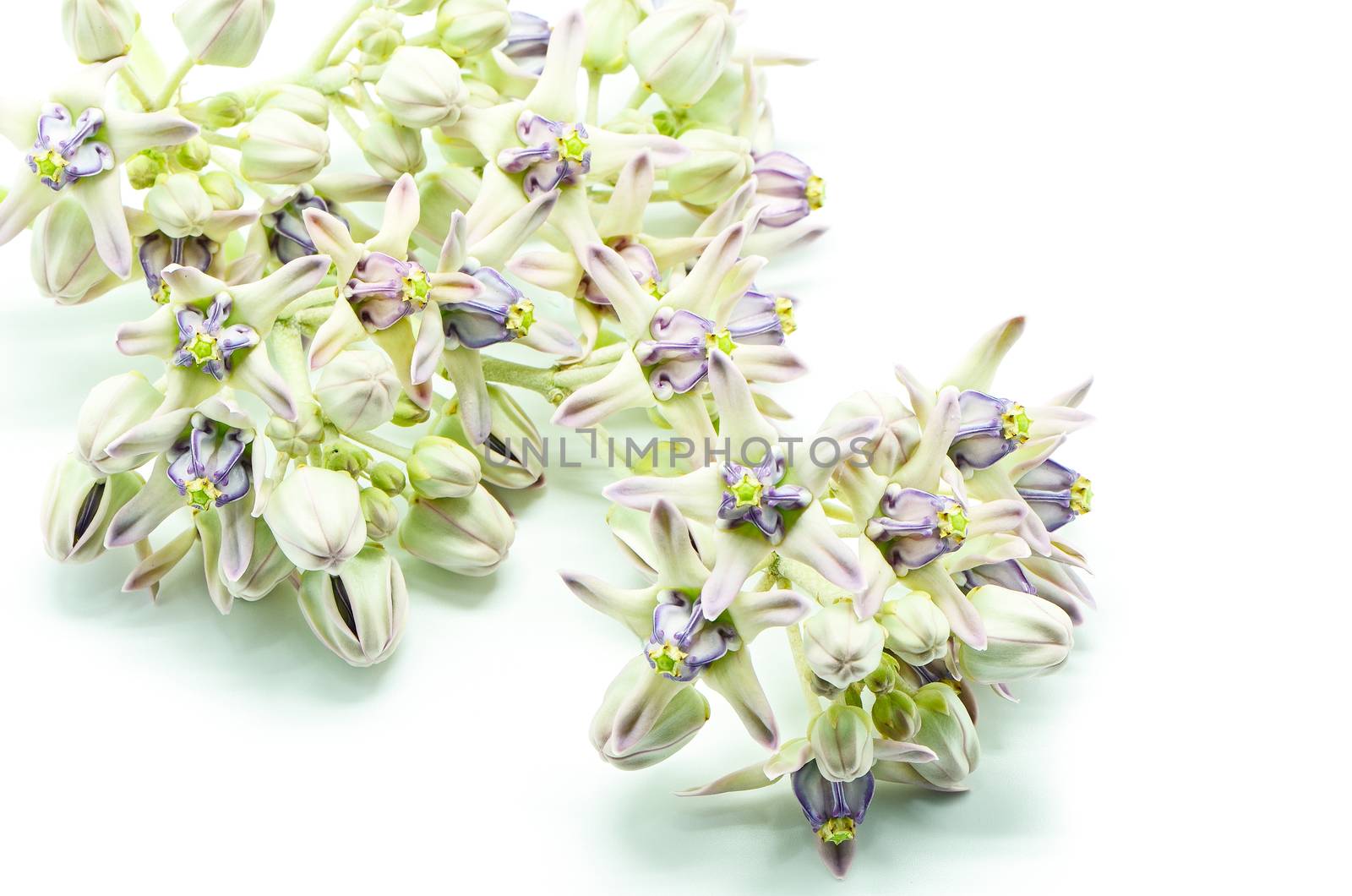 Colorful white and purple flower, Crown Flower, Giant Indian Milkweed, Gigantic Swallowwort (Calotropis gigantea) isolated on a white background