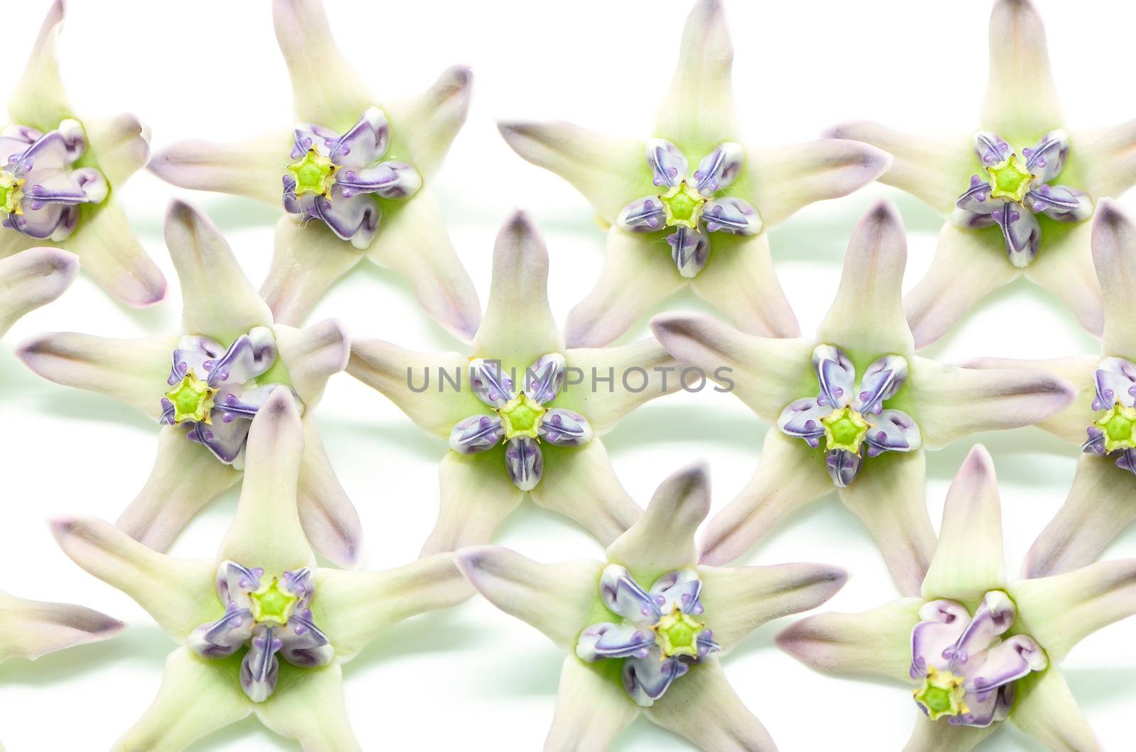 Petals and sepals of white and purple flower, Crown Flower, Giant Indian Milkweed, Gigantic Swallowwort (Calotropis gigantea) isolated on a white background