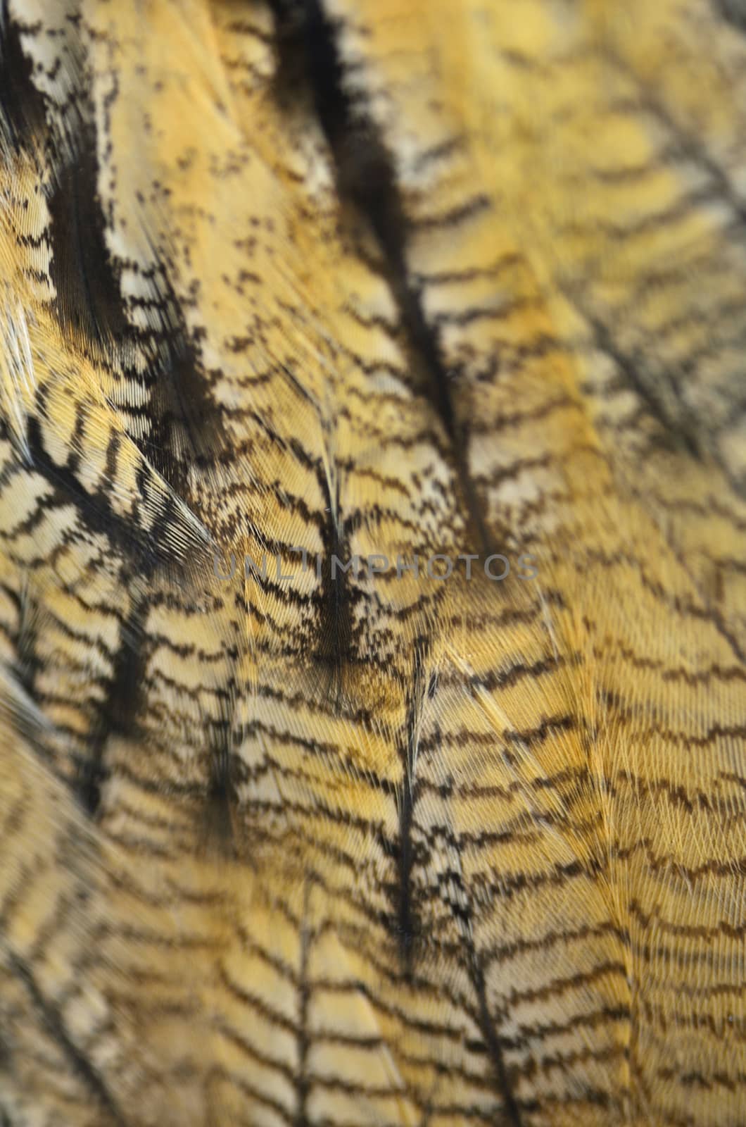 Eurasian Eagle Owl feathers by panuruangjan
