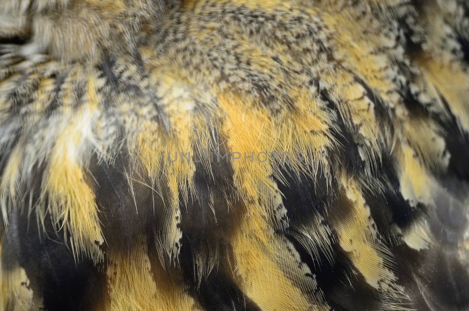 Eurasian Eagle Owl feathers by panuruangjan