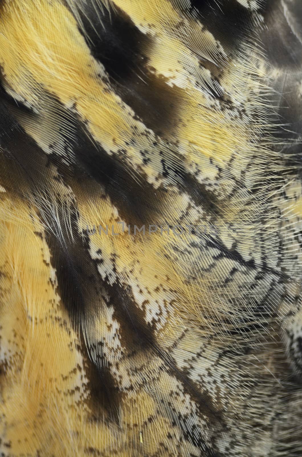 Closeup Eurasian Eagle Owl feathers