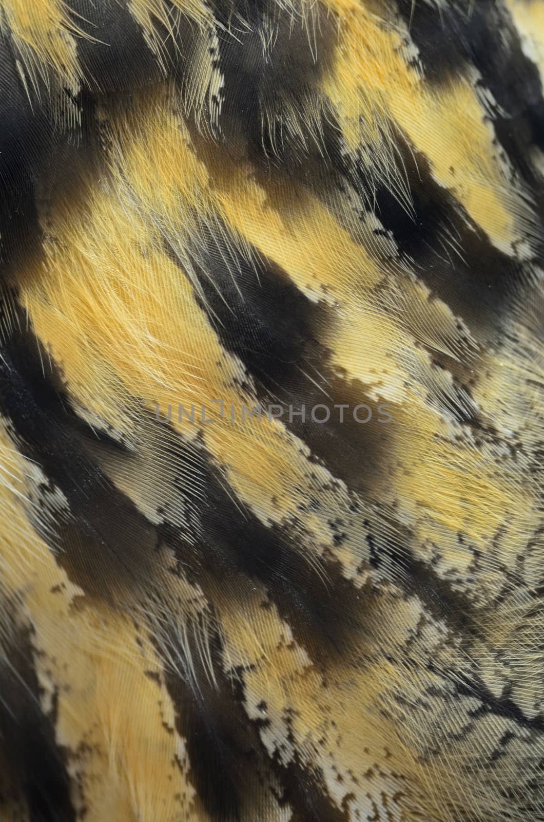 Closeup Eurasian Eagle Owl feathers