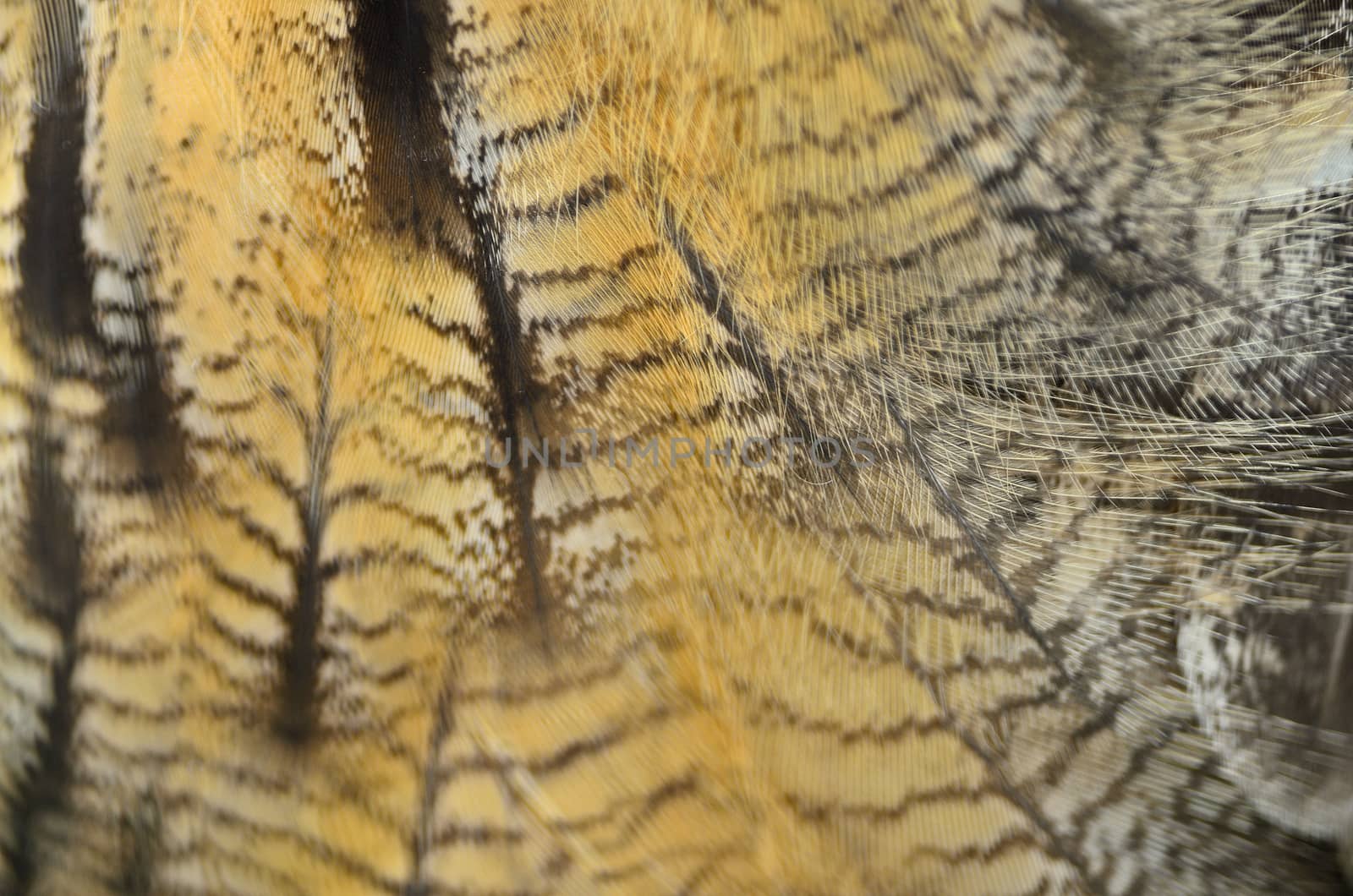 Closeup Eurasian Eagle Owl feathers