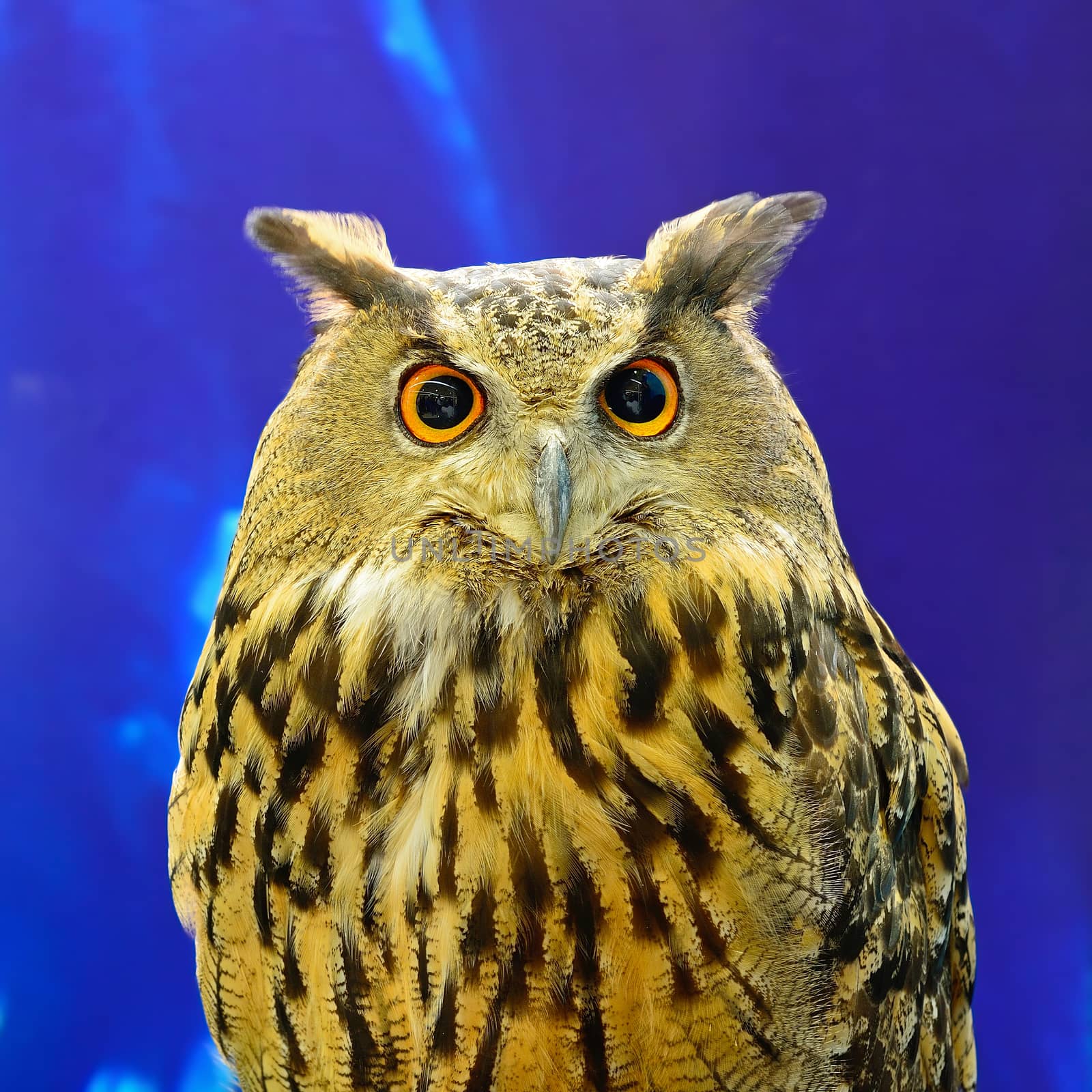 Closeup Eurasian Eagle Owl