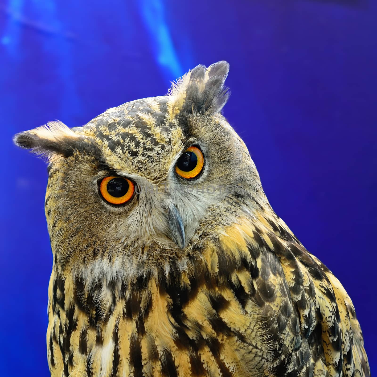 Closeup Eurasian Eagle Owl