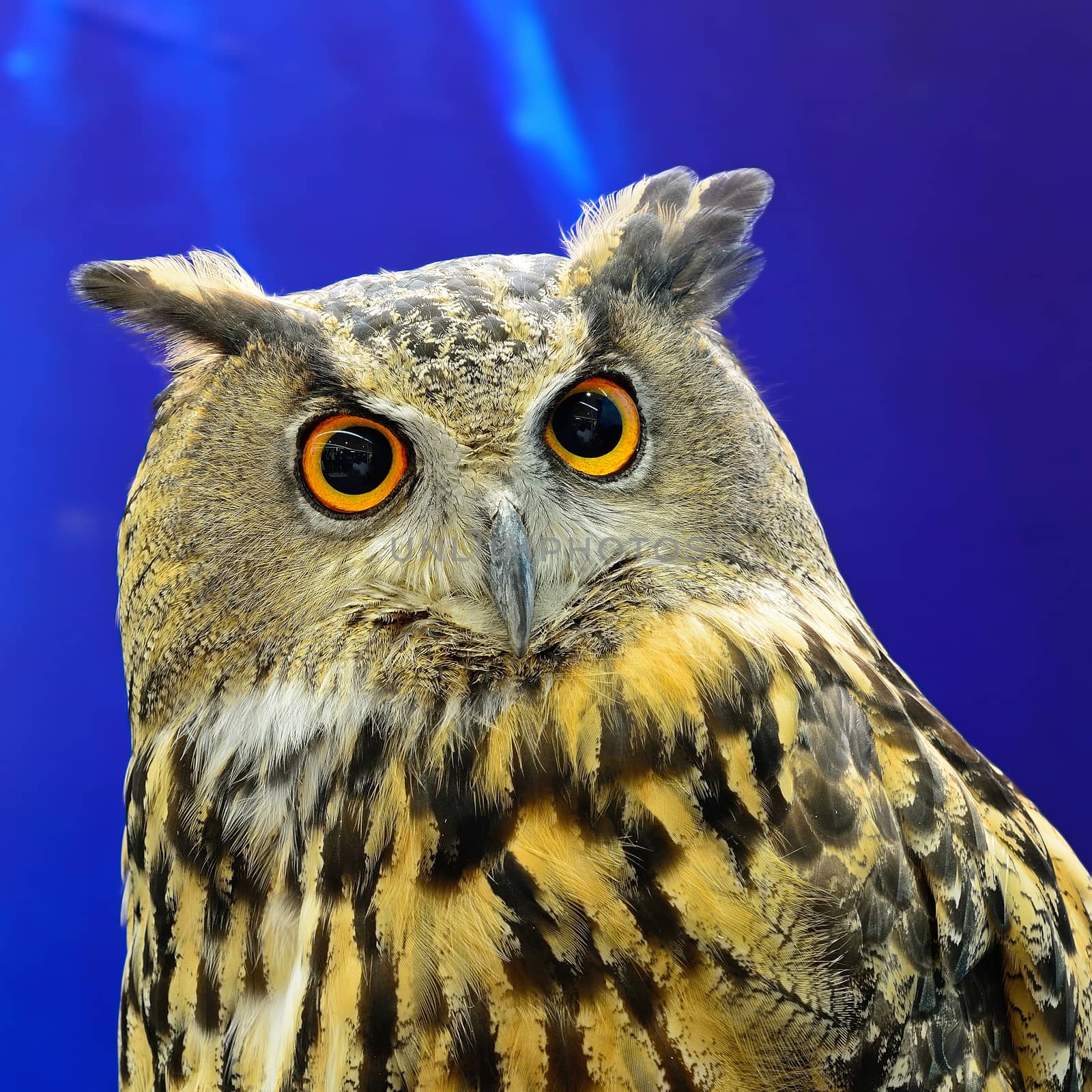 Closeup Eurasian Eagle Owl