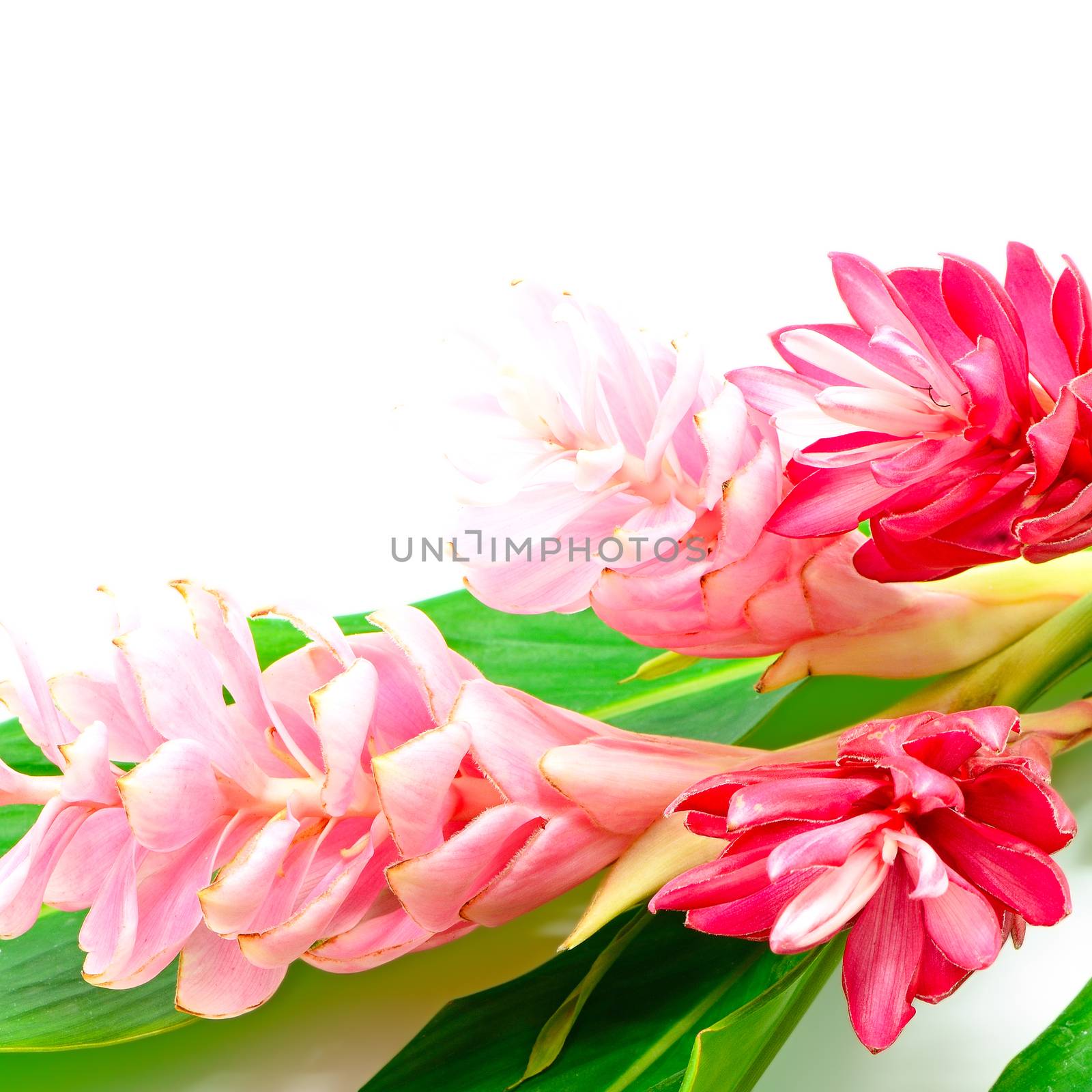 Colorful flower, Pink and Red Ginger or Ostrich Plume (Alpinia purpurata) isolated on a white background