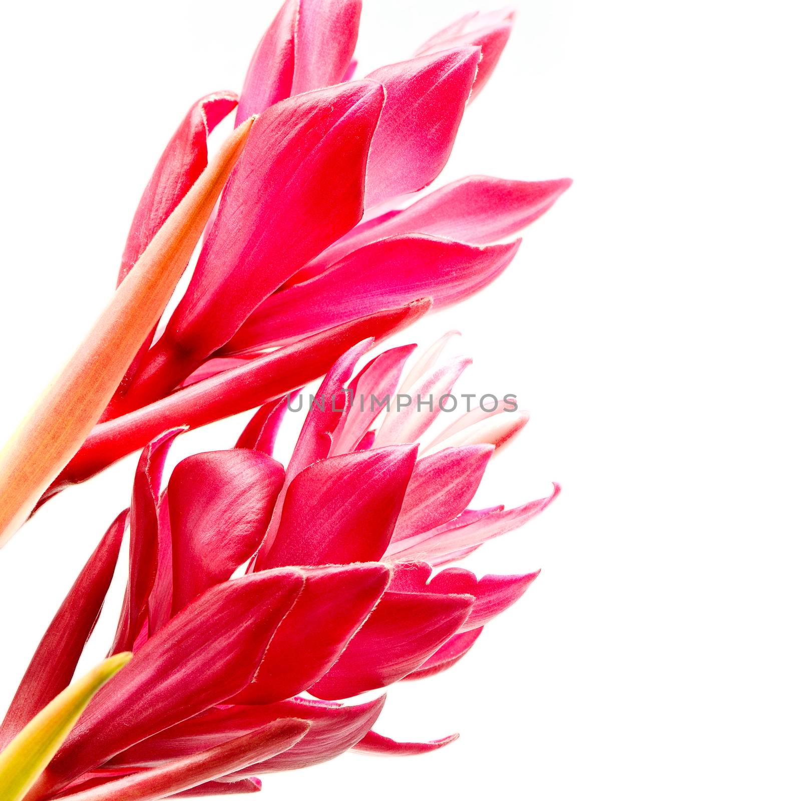 Colorful flower, Red Ginger or Ostrich Plume (Alpinia purpurata) isolated on a white background
