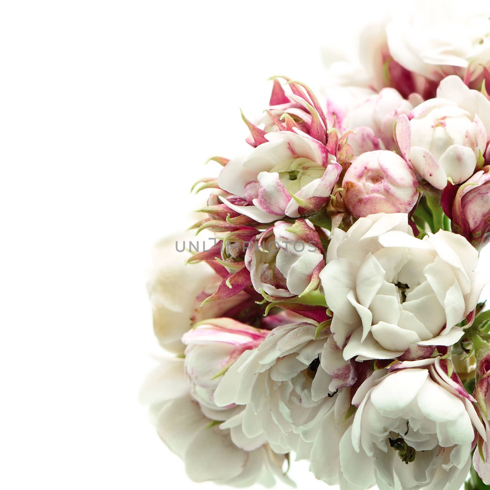 Blossom white flower, Glory Bower (Clerodendrum chinense), isolated on a white background