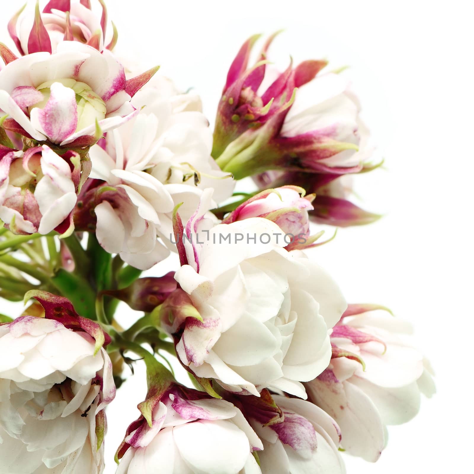 Blossom white flower, Glory Bower (Clerodendrum chinense), isolated on a white background