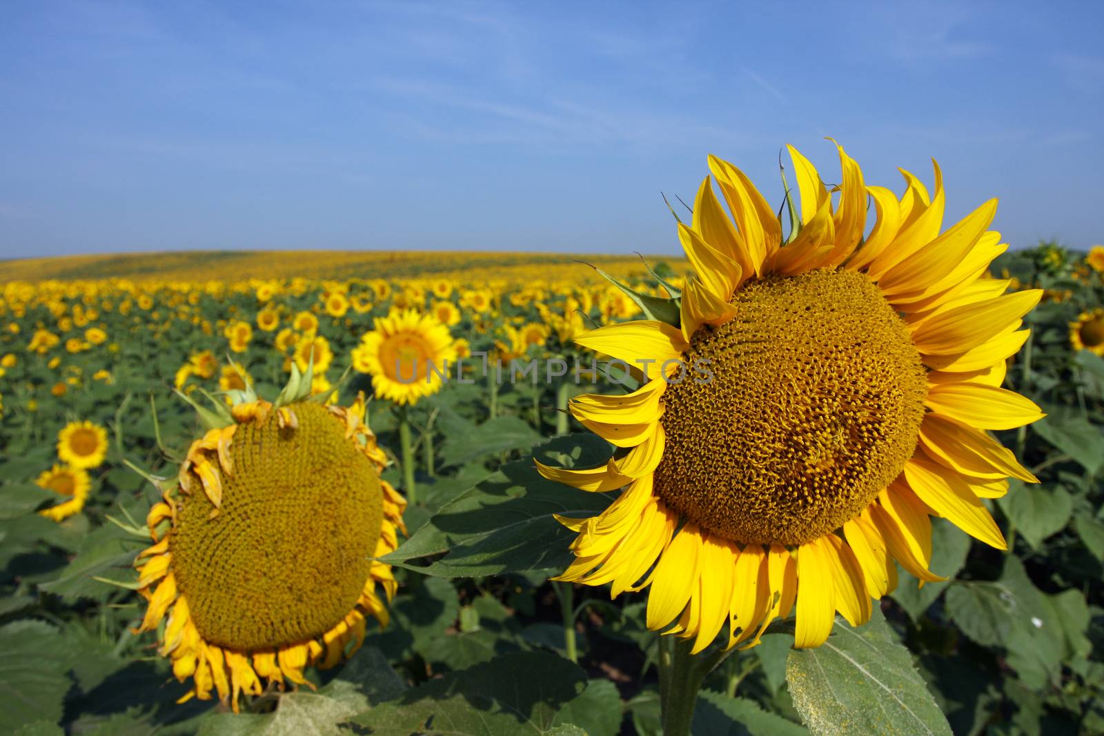 field of sunflowers and blue sun sky by nemar74