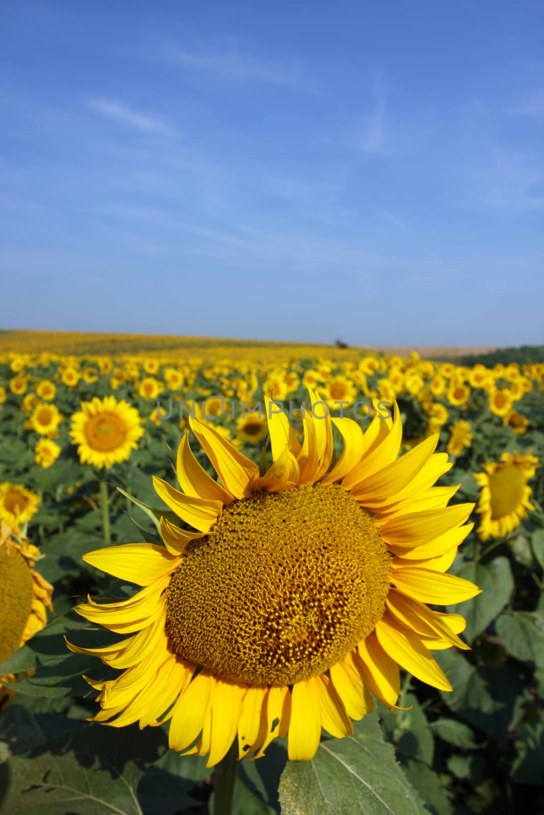 field of sunflowers and blue sun sky by nemar74