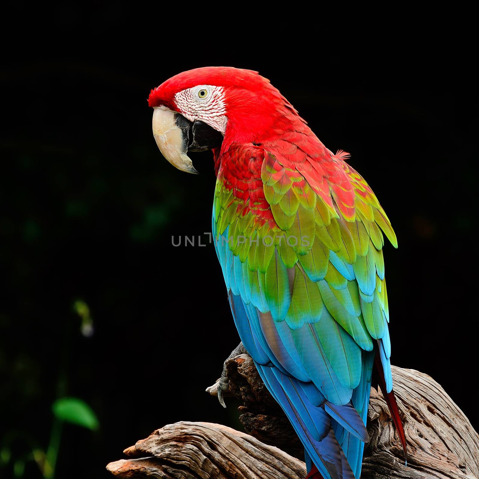 Colorful Greenwinged Macaw aviary, sitting on the log