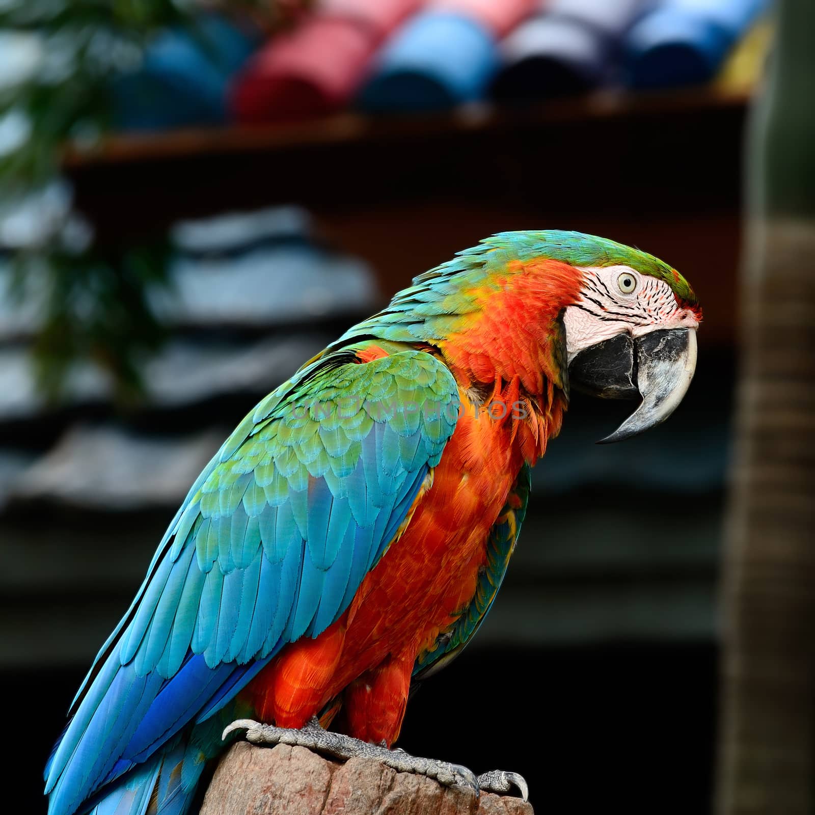 Colorful Harlequin Macaw aviary