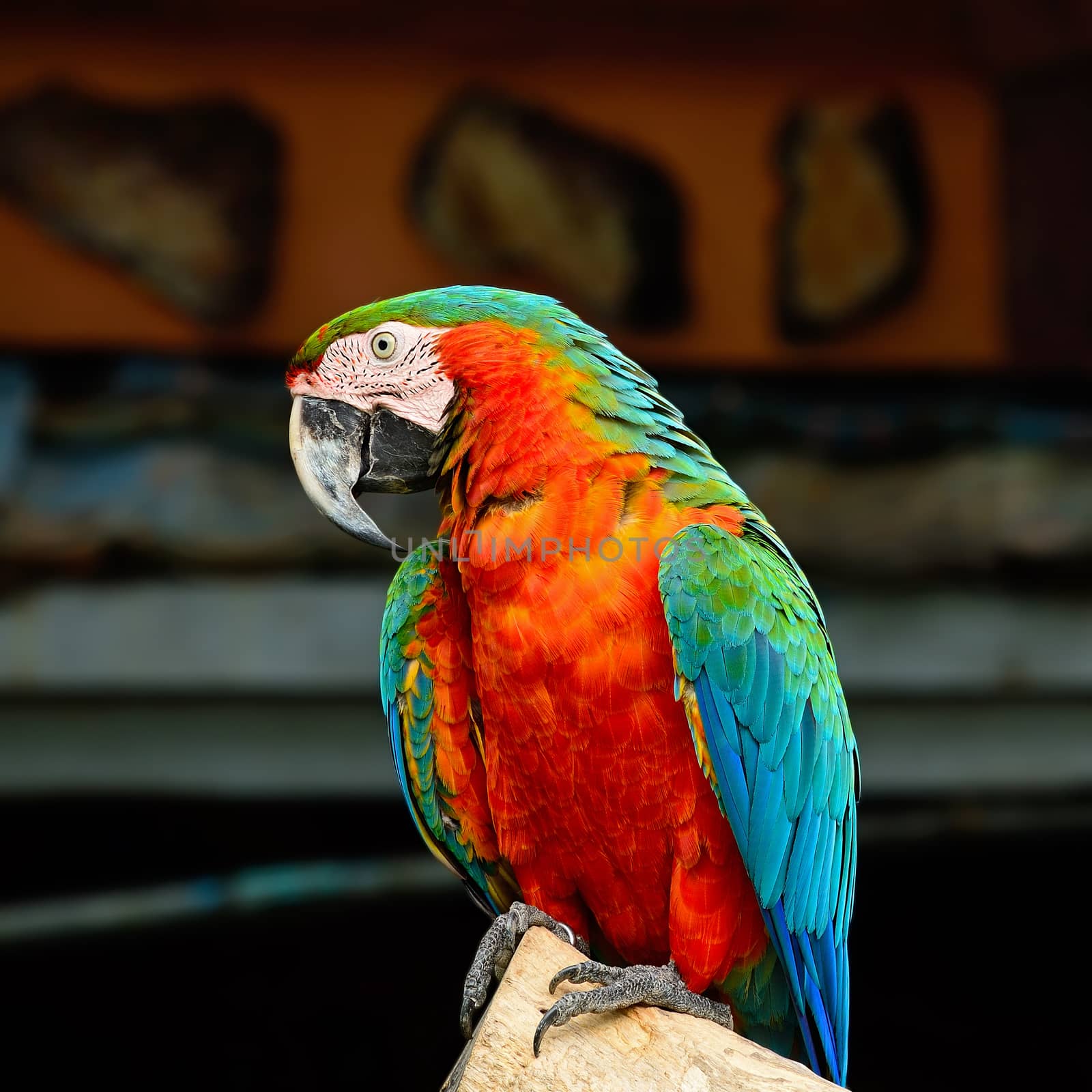 Colorful Harlequin Macaw aviary, breast profile