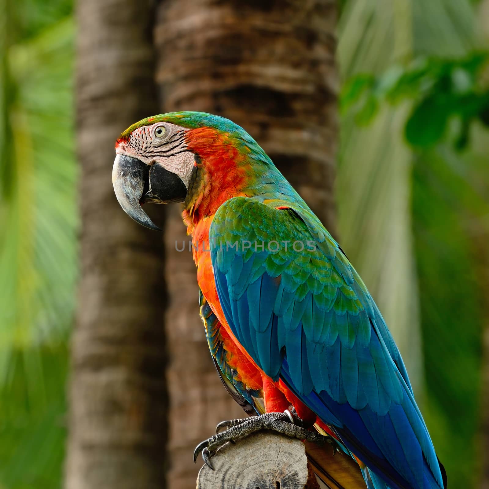 Colorful Harlequin Macaw aviary, side profile
