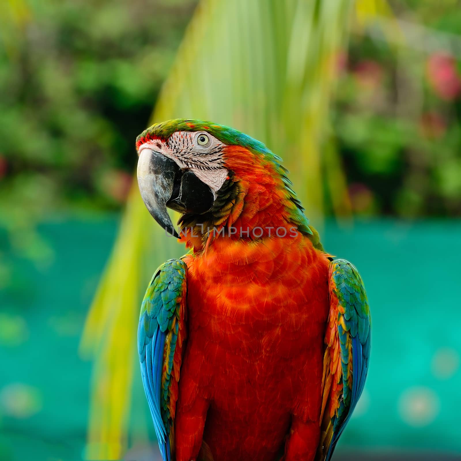 Colorful Harlequin Macaw aviary, breast profile