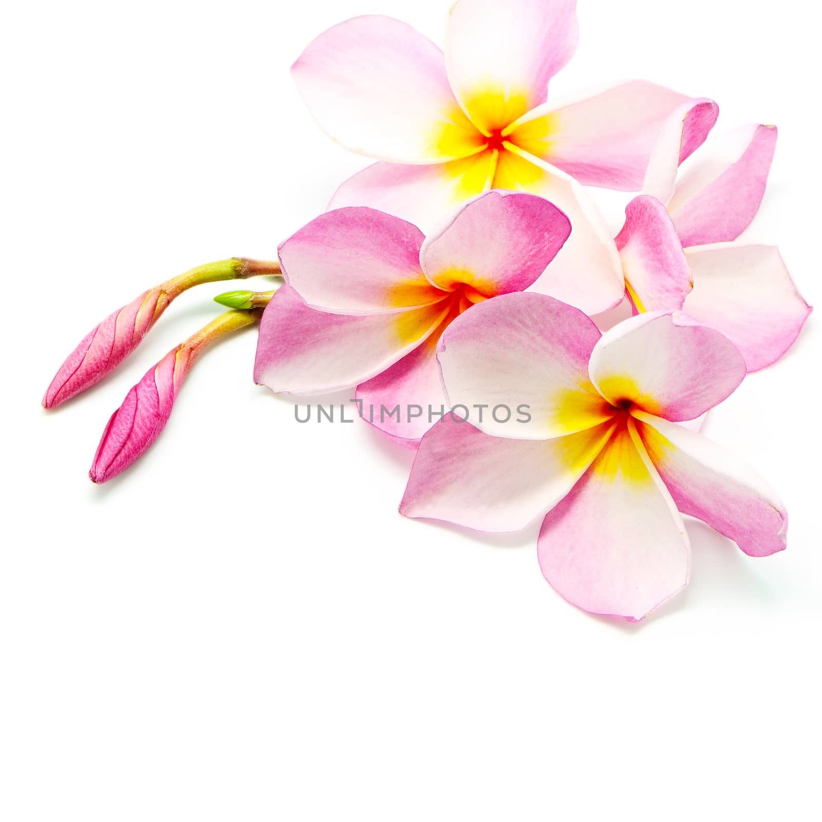 Beautiful pink Plumeria flower, isolated on a white background