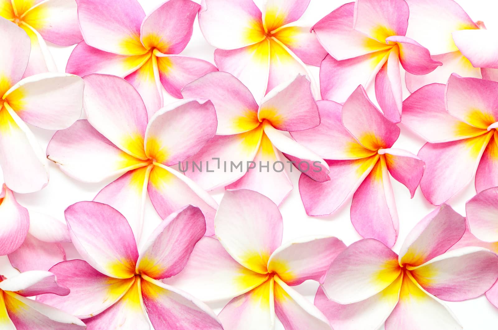 Beautiful pink Plumeria flower, isolated on a white background