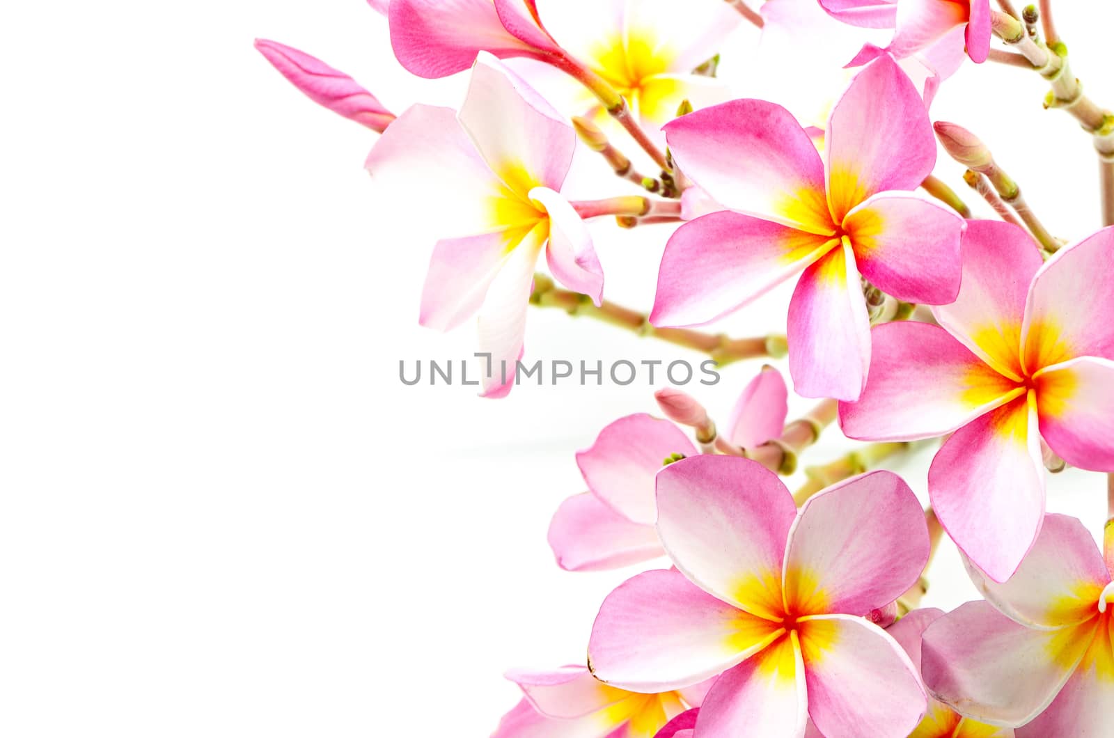 Blossom pink Plumeria flower, isolated on a white background