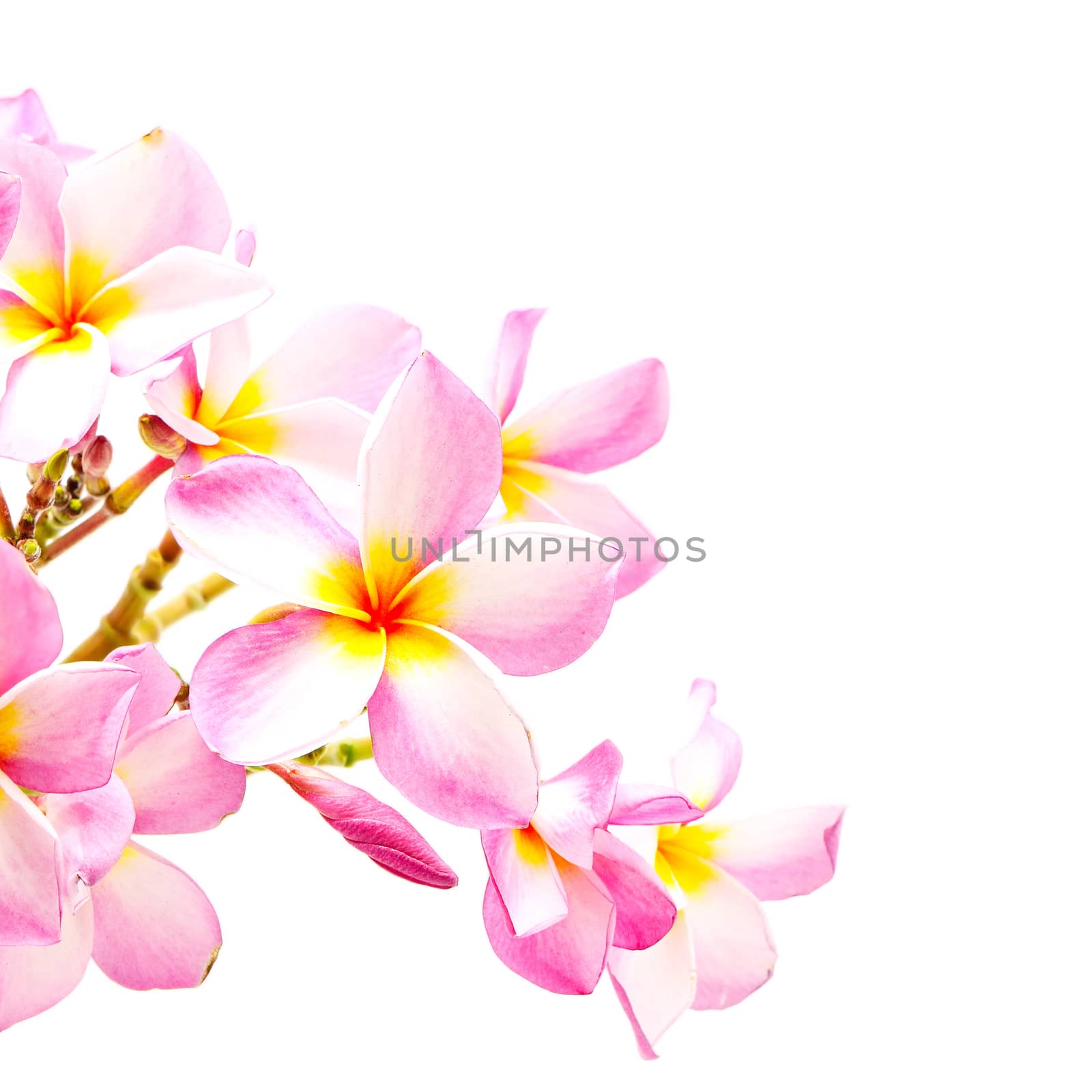 Blossom pink Plumeria flower, isolated on a white background