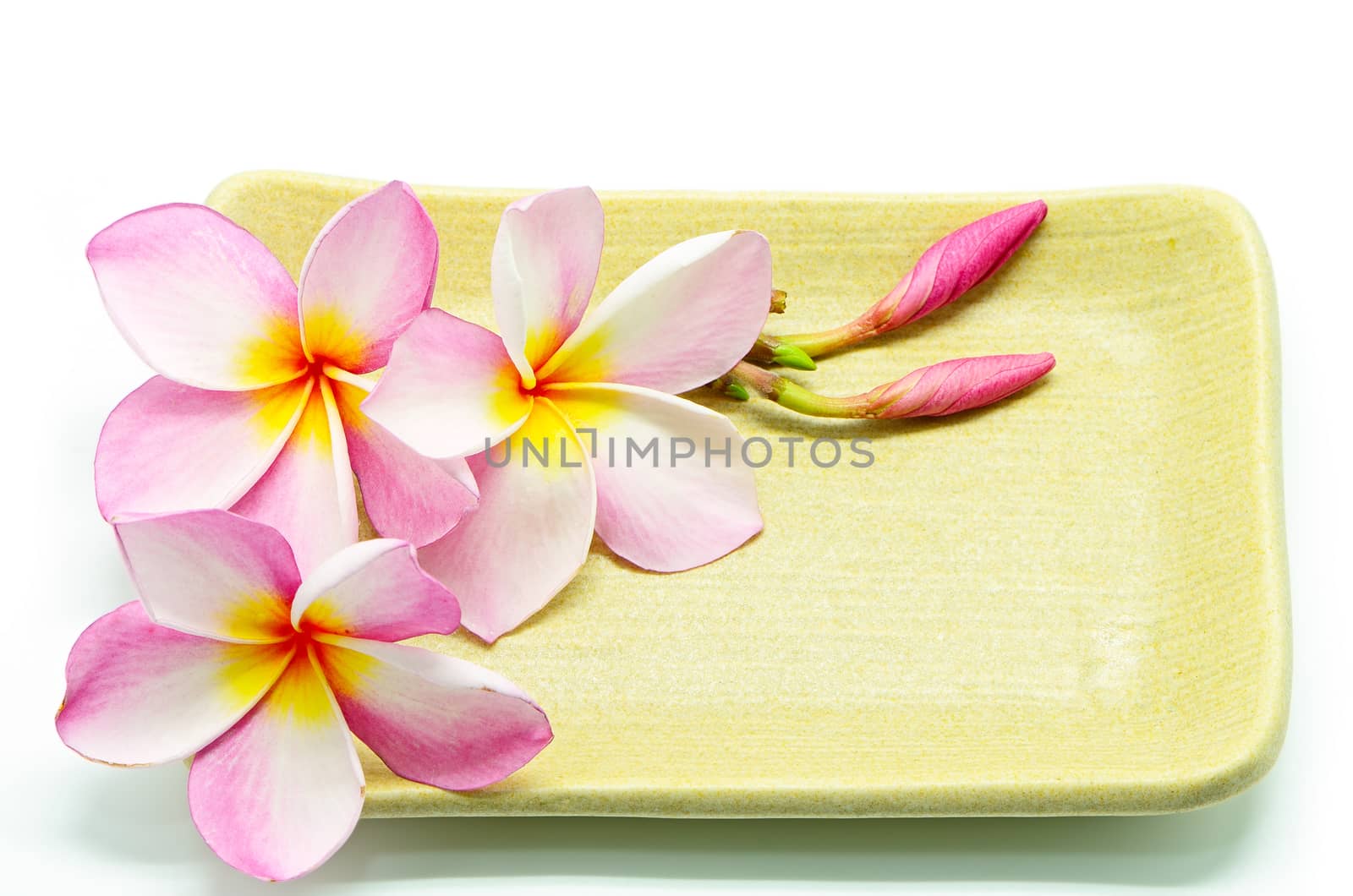 Pink Plumeria flower on the plate, isolated on a white background