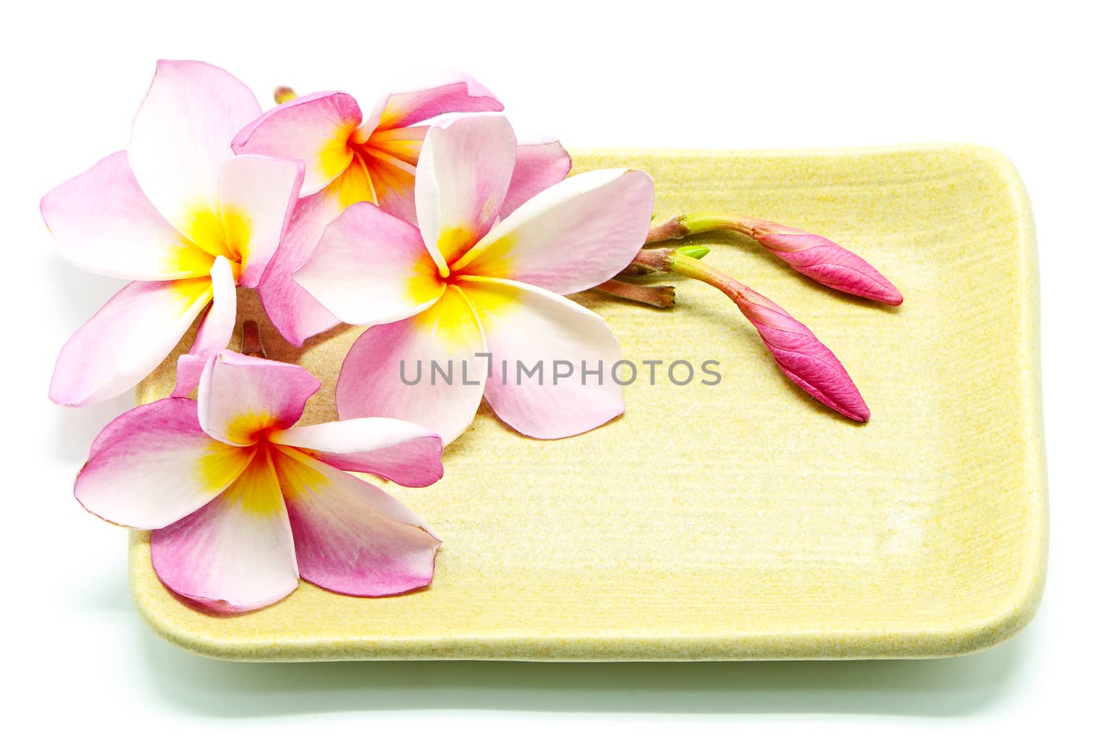 Pink Plumeria flower on the plate, isolated on a white background