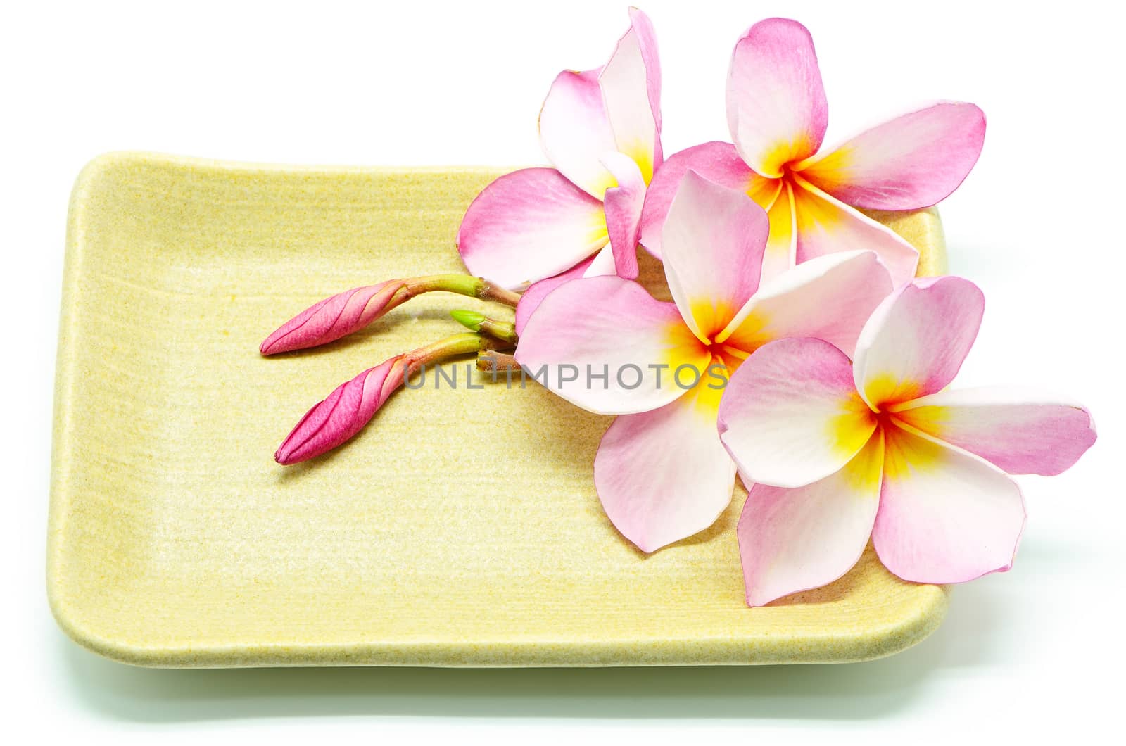 Pink Plumeria flower on the plate, isolated on a white background