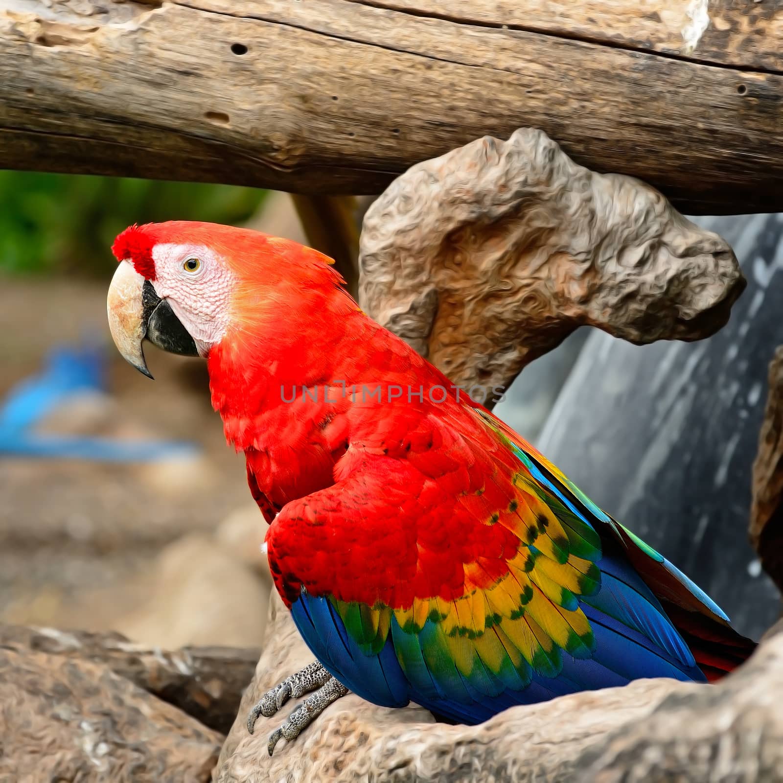 Beautiful Scarlet Macaw aviary