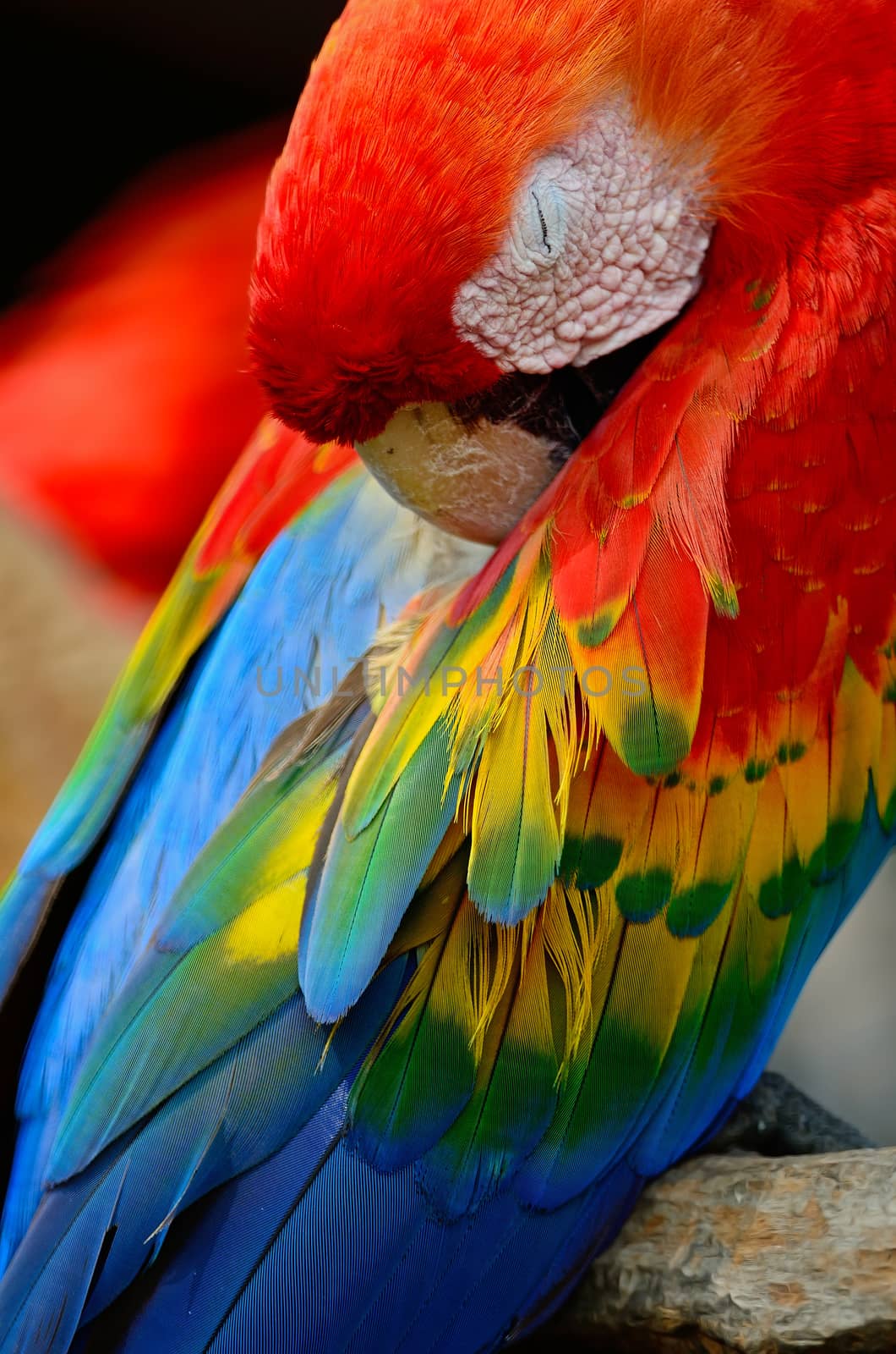 Beautiful Scarlet Macaw aviary